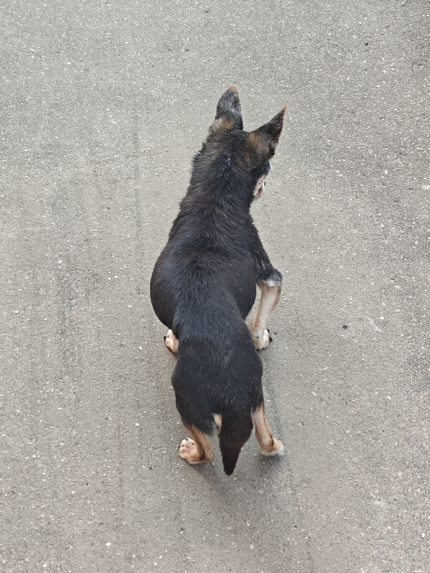 An overhead view captures a dark-colored dog with tan markings on its legs and ears standing on a gray asphalt surface. The dog is facing away from the camera, looking to its right. Its hind legs are positioned slightly apart, with its front legs bent. The asphalt surface is textured and appears to be outdoors in an urban environment, potentially within the city of Shcherbinka, Russia. No other subjects or objects are visible in the frame.