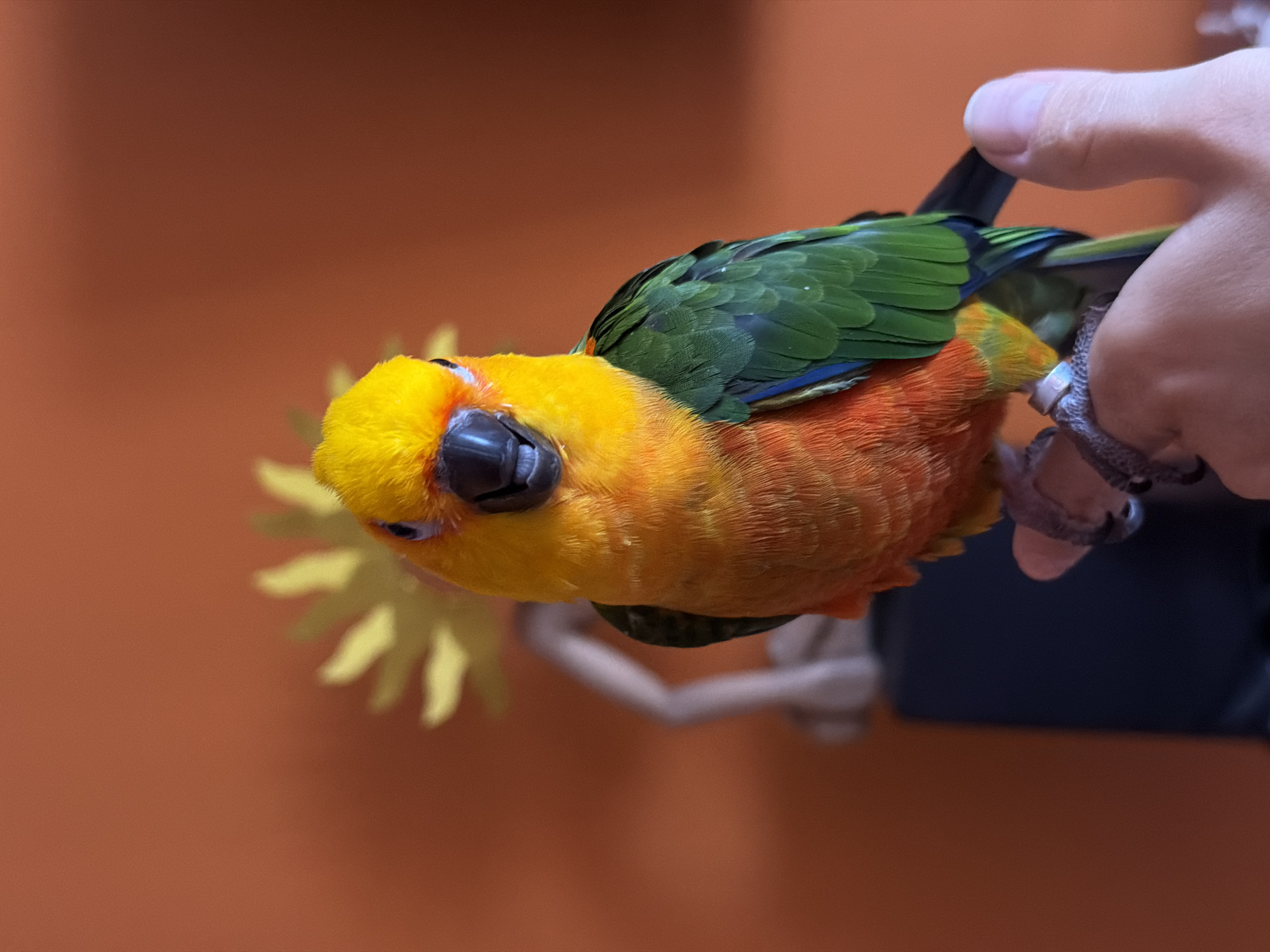 A brightly colored Sun Conure parrot is perched on a human hand. The bird has yellow and orange plumage on its body and head, with green wings. The person's hand is holding the bird securely. A silver identification band is visible on the bird's leg. The background is a blurred orange wall. To the left of the bird is an out-of-focus decorative item that resembles a yellow flower. The location is not discernible from the image. There is no identifiable evidence to suggest that this photo was taken in Khimki, Russia.