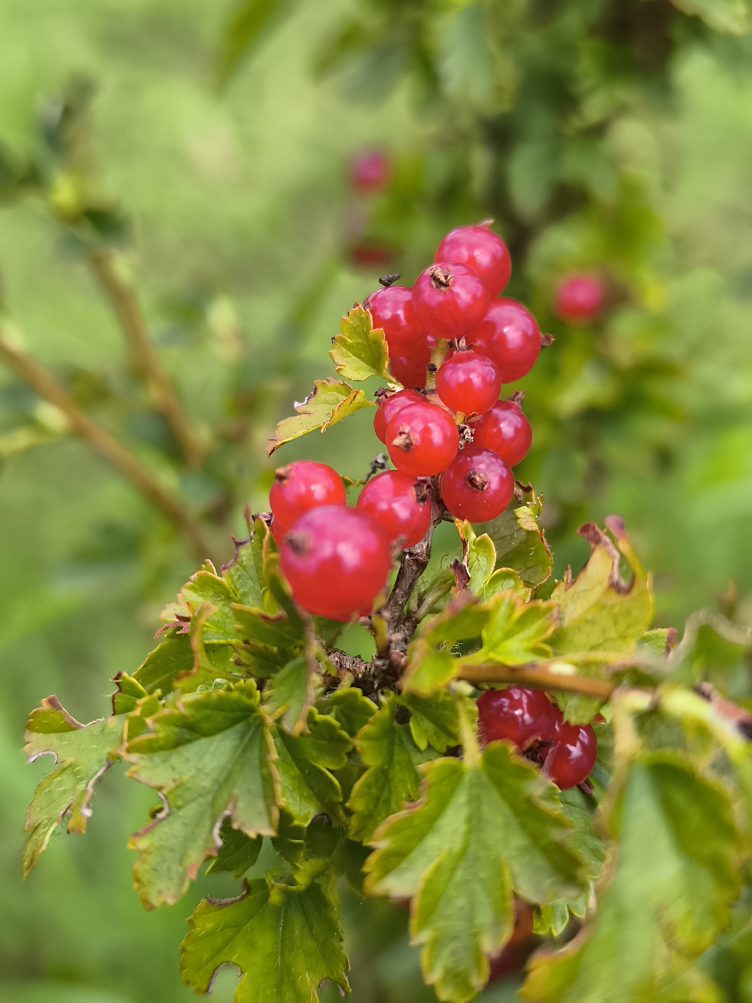 This is a close-up, vertical, eye-level, outdoor shot of a cluster of ripe red currants on a branch with green leaves. The currants are small, round, and a vibrant red, some appearing glossy. The leaves are green, with some showing signs of browning or damage along their edges, and have a textured appearance. The background is a blurred expanse of green, suggesting foliage and possibly an outdoor garden or natural setting. The lighting appears natural, highlighting the red of the currants. There are no people or animals visible in the image. The scene appears to be in a natural environment, possibly a garden in Mažučiai, Lithuania, given the context provided.