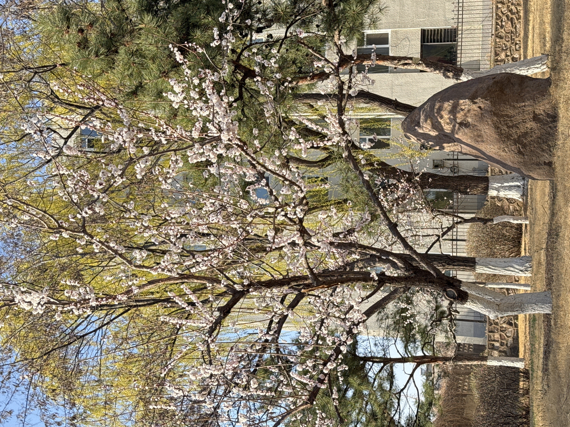 The image depicts a flowering tree in Zhongtun, China, with white blossoms covering many of its branches. Behind the tree is a building, part of which can be seen through the branches. A large rock sits to the right of the tree, and the trunks of other trees are painted white. The setting appears to be a park or landscaped area within the city.