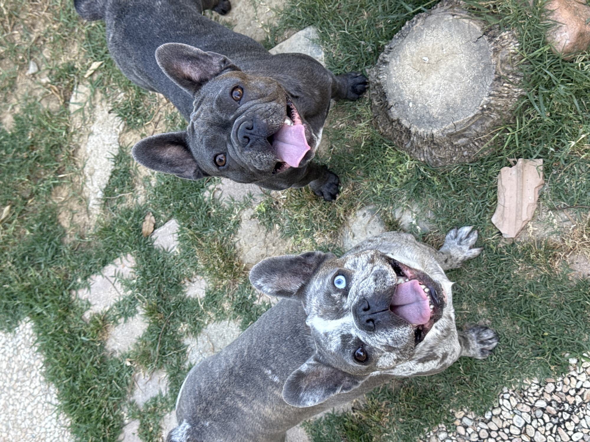 In a sunlit outdoor setting, two French Bulldogs are the main subjects. One dog, a solid dark grey, looks up with its tongue out, appearing joyful. The second dog has a brindle coat and striking blue and brown eyes, also panting with its tongue visible. They are positioned on a grassy area interspersed with light-colored paving stones. To the right, a weathered tree stump and a piece of broken terracotta add to the rustic atmosphere. The overall impression is one of playful energy and happiness on a warm, presumably daytime, occasion. The location is indicated to be San Benedetto del Tronto, Italy.