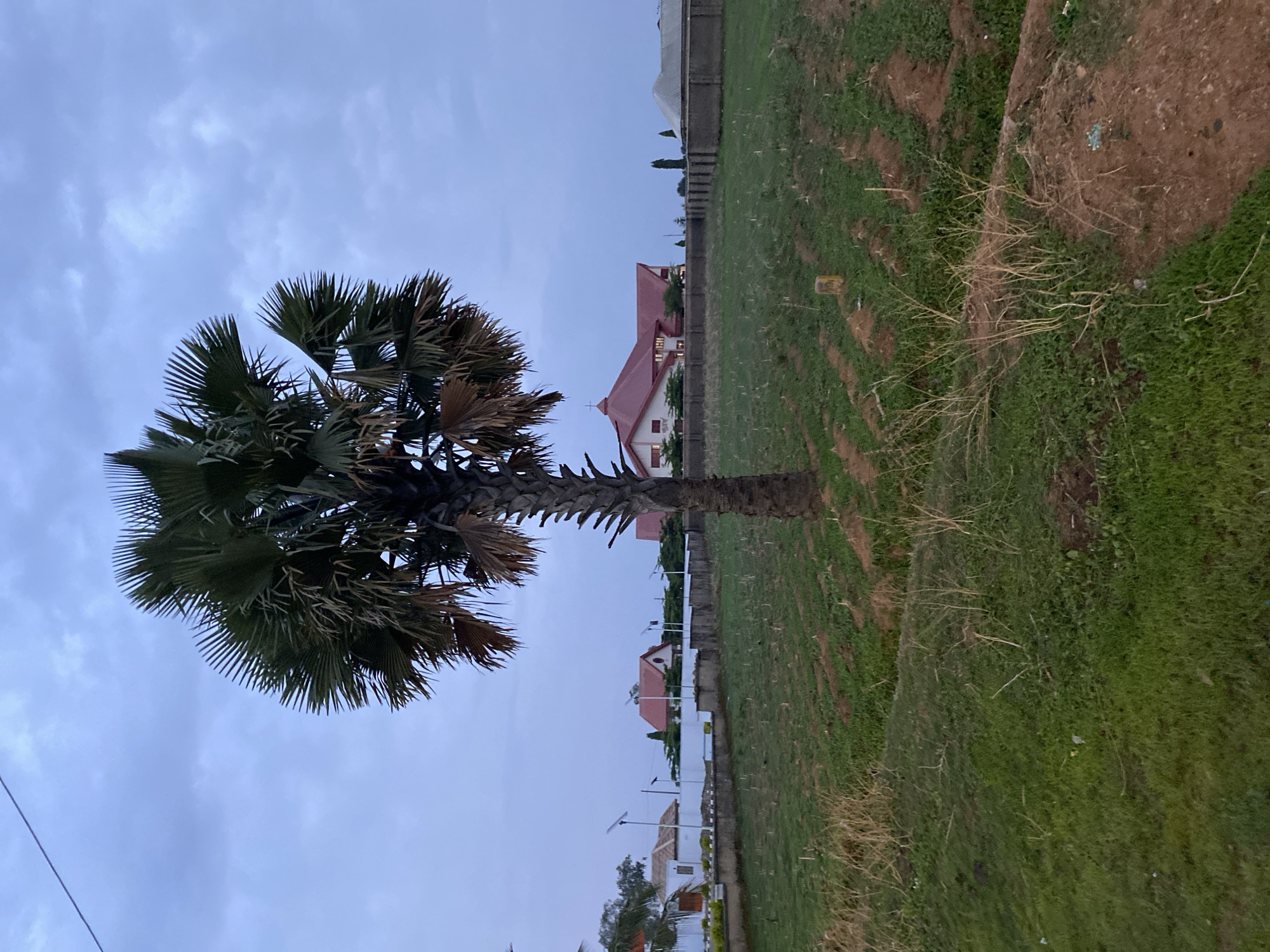 A single palm tree stands prominently in the foreground, its large fan-shaped leaves reaching towards a cloudy sky. The tree's trunk is thick and textured. Behind the tree is a green field. Further in the background, several buildings are visible, some with red roofs. Streetlights line the road. The scene appears to be in a residential area of Kuru Dungus, Nigeria.