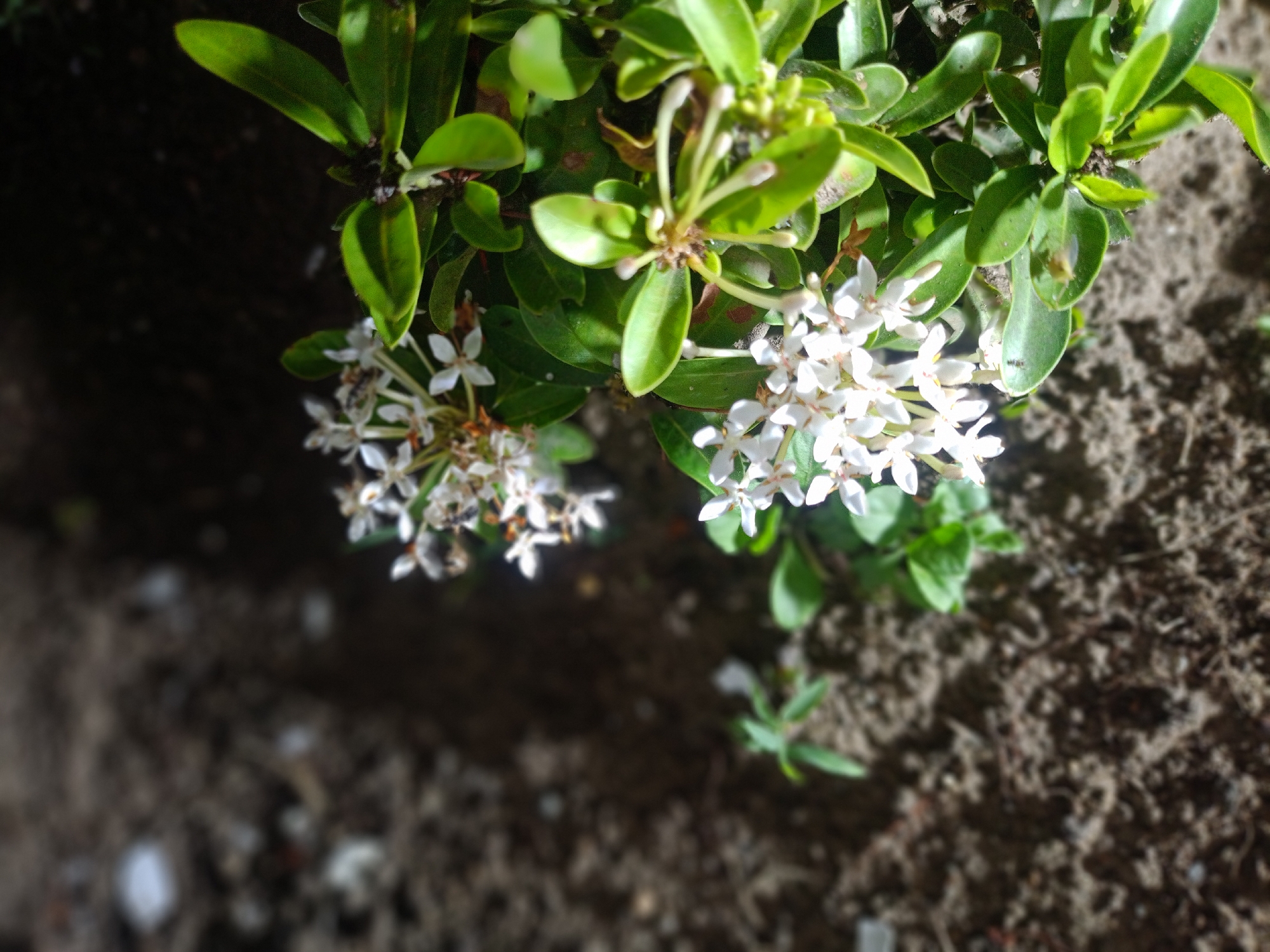 The image shows a patch of dirt, likely garden soil, with a plant growing in it. The plant has small, shiny green leaves and clusters of tiny white flowers. There are two distinct clusters of flowers visible, one more prominent and in focus than the other. The dirt is dark brown and appears somewhat dry. The location is stated to be Bireuen, Indonesia, though this detail is not directly visible in the image.