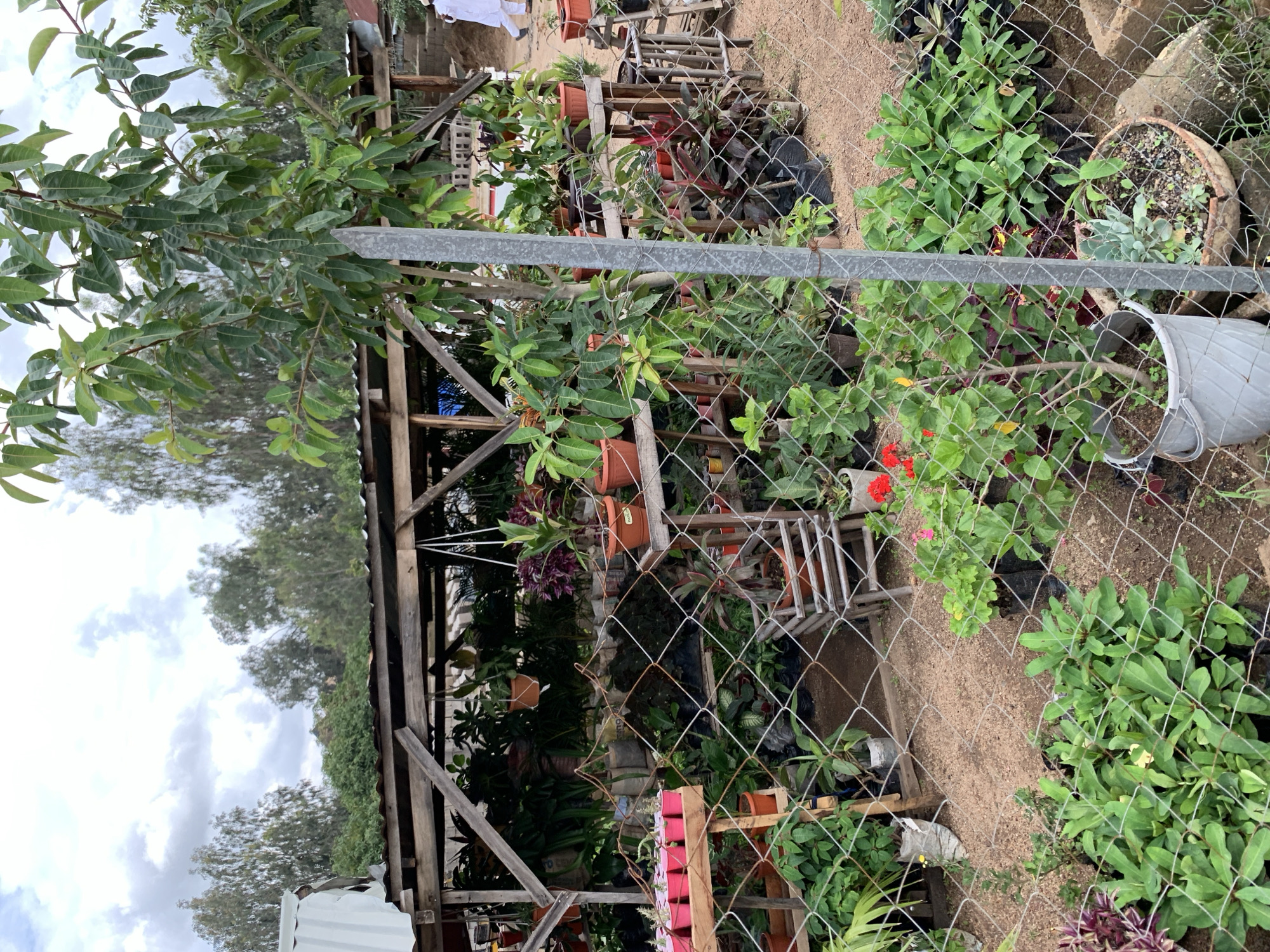 The image depicts an outdoor plant nursery located in Jos, Nigeria. The scene is filled with various potted plants and greenery, suggesting a commercial or hobbyist gardening setup. A rustic wooden structure, possibly a shade or stall, is visible, constructed from rough-hewn lumber. The ground is covered in sandy soil, typical of the region.
A chain-link fence runs across the foreground, partially obscuring the view of the plants and nursery structures. Through the fence, a variety of plants in terracotta and plastic pots can be seen, arranged on shelves and on the ground. Some plants are leafy green, while others have colorful foliage or flowers, including red and pink blooms. There are also some plants in black plastic bags, indicating they might be for sale or propagation.
In the background, trees and lush vegetation are visible, hinting at a somewhat rural or semi-urban environment. The sky is overcast with visible clouds, suggesting it might be a cloudy day, possibly approaching or during a rainy season. The lighting appears diffused, consistent with an overcast sky.
Objects in the scene include numerous plant pots of various sizes and materials, wooden shelving units, a large grey bucket, and what appears to be a white corrugated metal structure in the lower left corner, possibly a container or shed.
No people are visible in the image. The overall impression is one of a functional and somewhat unrefined plant nursery, likely operating in a warm climate. The time of day cannot be precisely determined due to the overcast conditions, but it appears to be daylight hours. There is no visible text in the image.