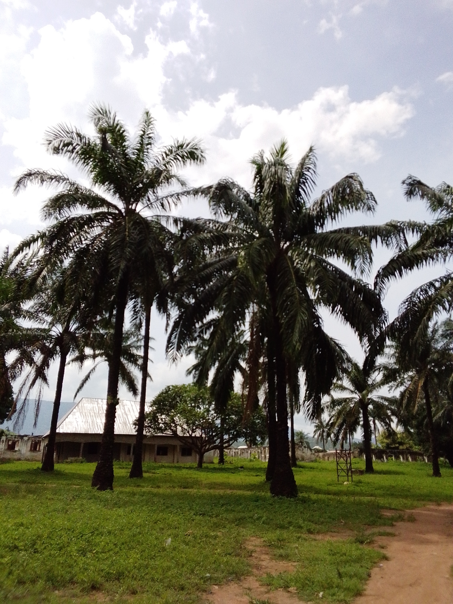 In the city of Serti, Nigeria, a cluster of tall, mature palm trees dominates the foreground of this outdoor photograph. The trees are dense, with dark green fronds creating a somewhat shadowy canopy. Behind the palm trees, a low-lying, single-story building with a corrugated metal roof is visible. The building appears to be an older structure, with a light-colored facade and windows. It is situated on a grassy area that extends into the middle ground. To the right of the building, a large, leafy tree stands out, its green foliage contrasting with the palm trees. The ground in the foreground and middle ground is covered in lush green grass, suggesting a well-maintained or naturally verdant environment. In the background, a clear sky with scattered white clouds provides a bright backdrop. The overall scene depicts a serene, possibly rural or semi-rural setting, with elements of natural landscape and human habitation.