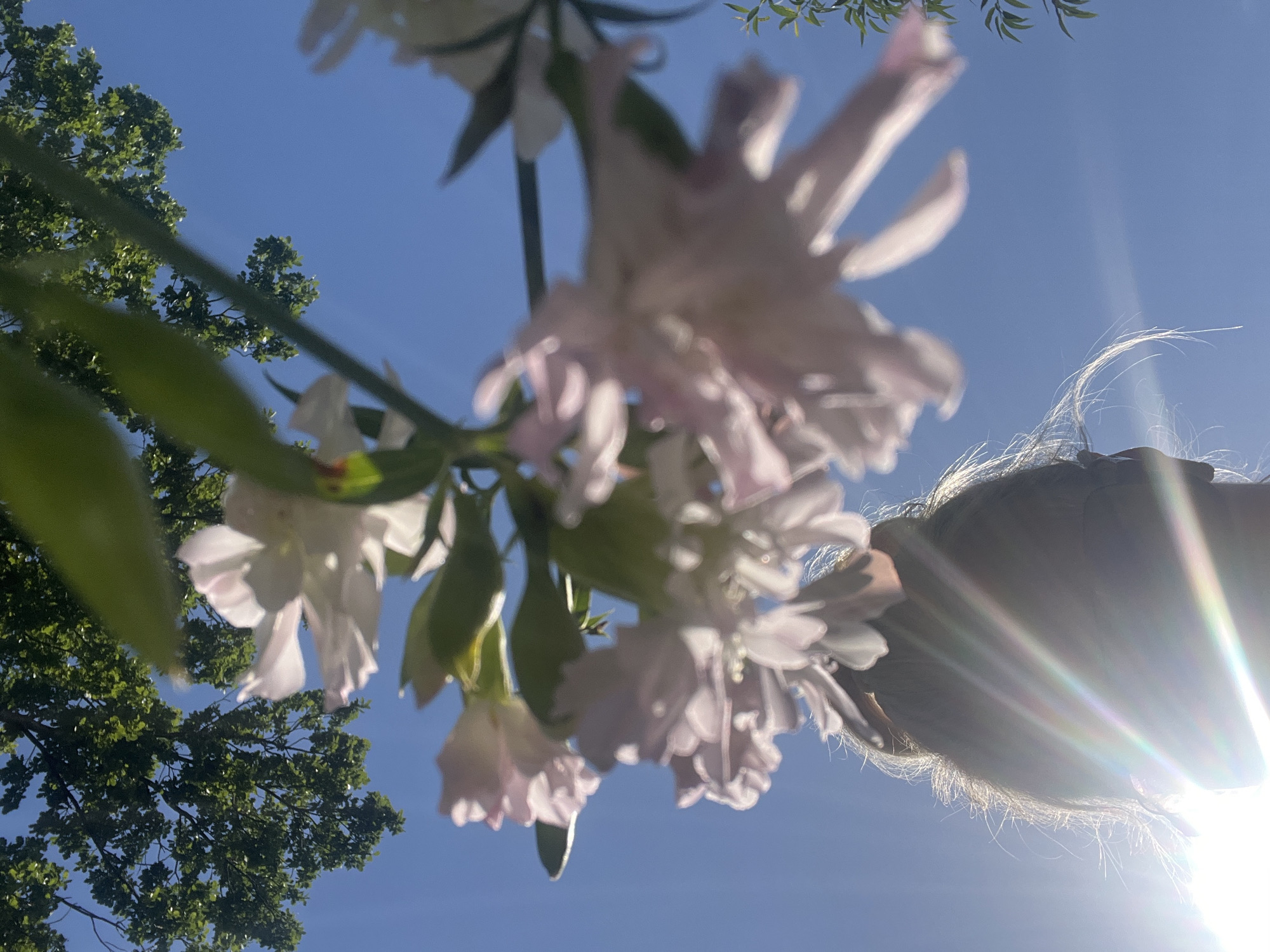 The image depicts a low-angle shot looking up at a clear blue sky. In the foreground, a person's head and shoulders are visible from behind, with their hair catching the sunlight. The sun is shining brightly, creating lens flare and streaks of light across the lower portion of the image. Above the person, a branch with delicate pink and white flowers hangs down, its petals slightly blurred. Green leaves and branches from a larger tree are visible at the top of the frame, silhouetted against the sky. The scene appears to be outdoors, possibly in a garden or park, with a natural, sunlit atmosphere. There is no specific indication of the location within the city of Kleosin, Poland.