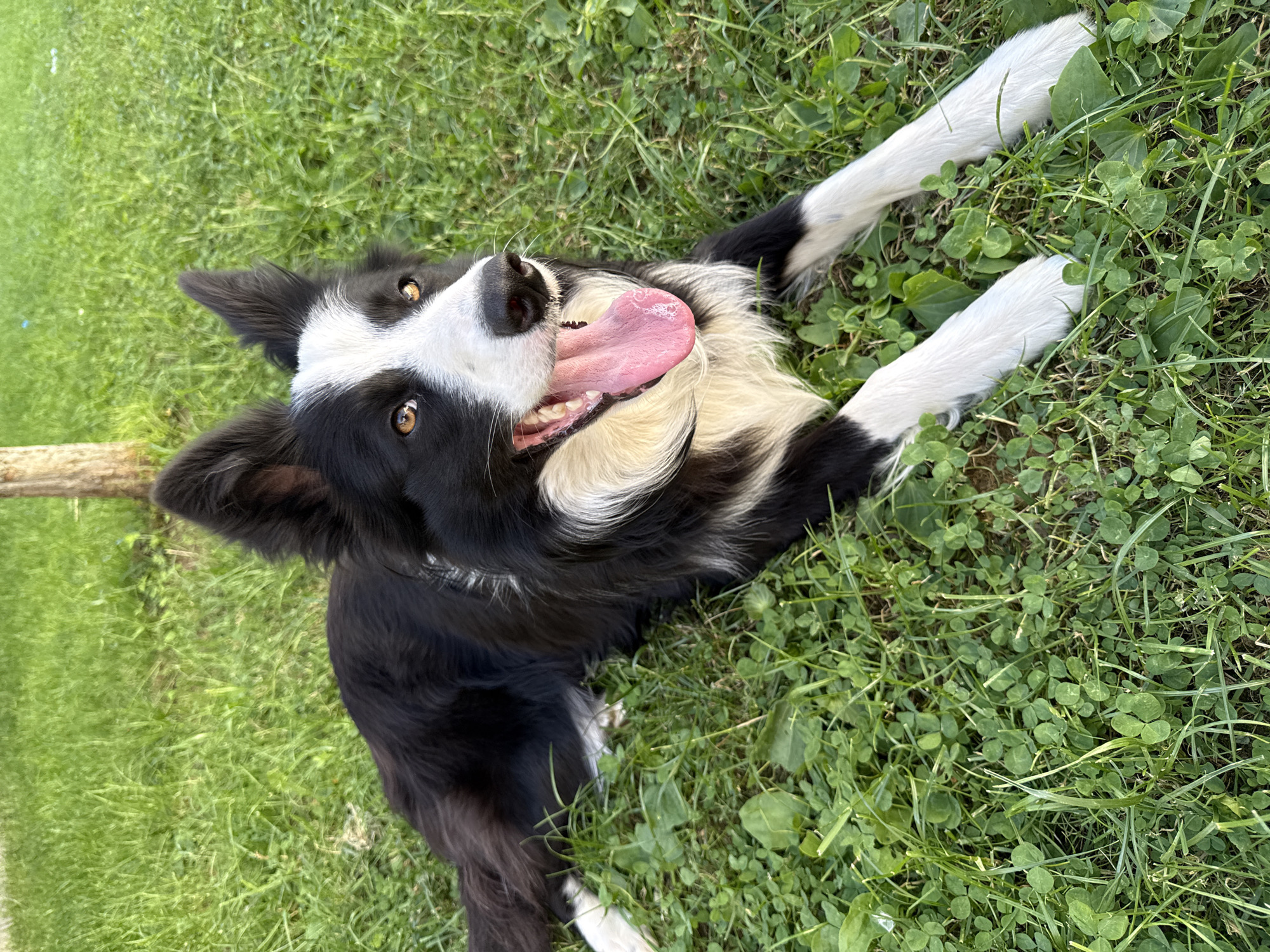 A black and white Border Collie dog lies on its back in a patch of green grass and clover, with its legs extended upward. The dog's tongue is hanging out, and its mouth is open. The location appears to be outdoors, with greenery suggesting a park or yard, though no definitive evidence ties it to Berkovitsa, Bulgaria. There are no people visible.