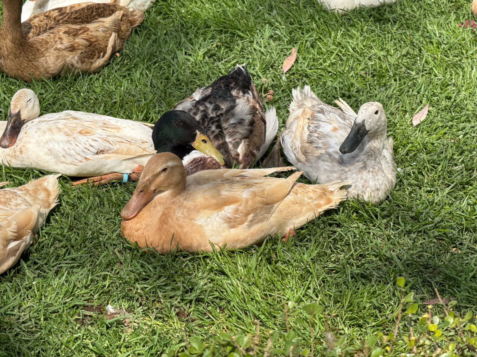 In Macassar, South Africa, a group of ducks are resting on a patch of green grass. The ducks are of various breeds and colors, with some appearing to be domestic ducks. One duck in the foreground is a light brown color, with its head resting on its body. To its left, a white duck with a dark bill is lying down with its eyes closed. Behind these two, a mallard duck with a distinctive green head is partially visible, along with a grey and white duck that is facing away from the camera. Another brown and white patterned duck is seen lying further back in the image. The scene appears to be a calm and peaceful moment captured in the natural environment of Macassar.