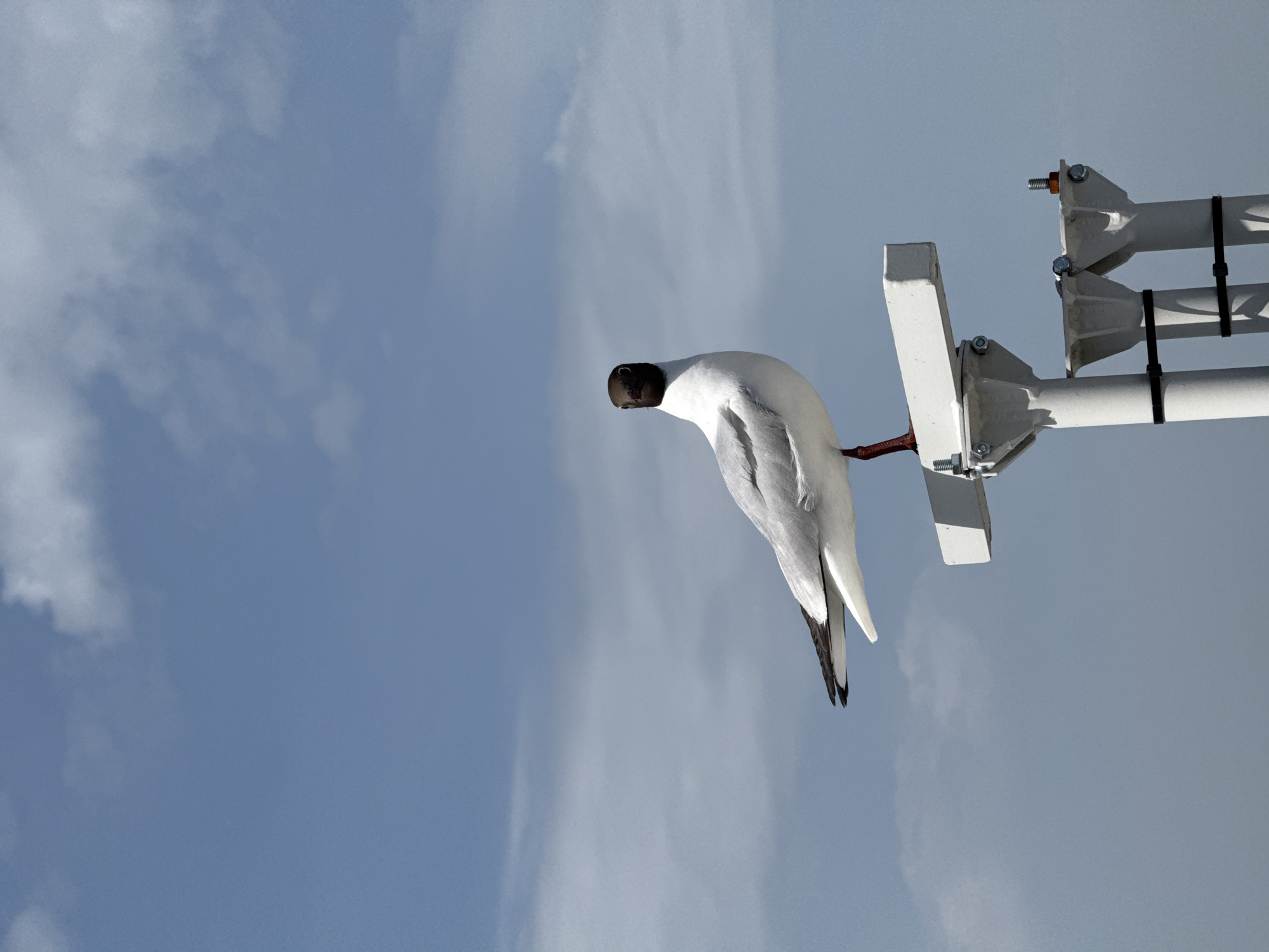 A seagull with a black head and gray body is perched upside down on a white metal structure, likely a streetlight or utility pole. The structure is mounted against a partly cloudy blue sky. The seagull's head is oriented downwards, and its red feet are visible gripping the metal. The metal structure has visible bolts, connections, and black zip ties. The image is taken from a low angle. While the photograph itself does not provide information about the location, the prompt indicates it is in Nizhny Novgorod, Russia.