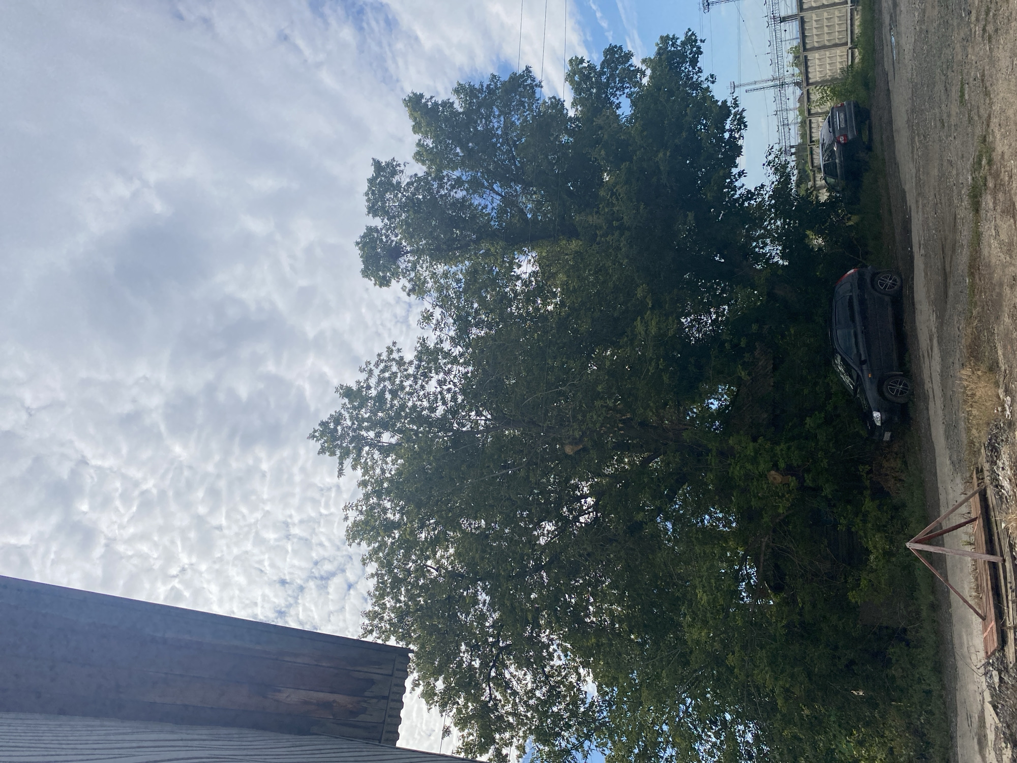 The image shows a scene in Oktyabrsk, Russia, on a cloudy day. A large, mature tree dominates the center of the frame, its branches reaching high into the sky. To the left, a portion of a wooden structure, possibly a building or shed, is visible. In the foreground, a dirt or gravel road is present, with a triangular wooden structure. Two dark-colored cars are parked on the side of the road, one a hatchback and the other a sedan. Behind the tree and cars, a concrete fence is visible, with power lines and utility poles in the distance. The overall environment appears to be an outdoor, possibly industrial or semi-urban area. There are no people visible in the image.