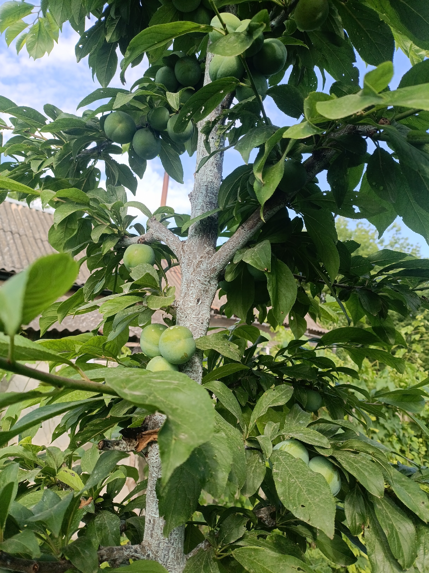 A close-up, eye-level shot shows a plum tree with numerous green, unripe plums and dense green foliage. The tree's rough, light-colored bark is visible. In the background, out of focus, a roof of a building and green trees can be seen under a bright blue sky with scattered white clouds. The setting appears to be a residential area in Starokozache, Ukraine.