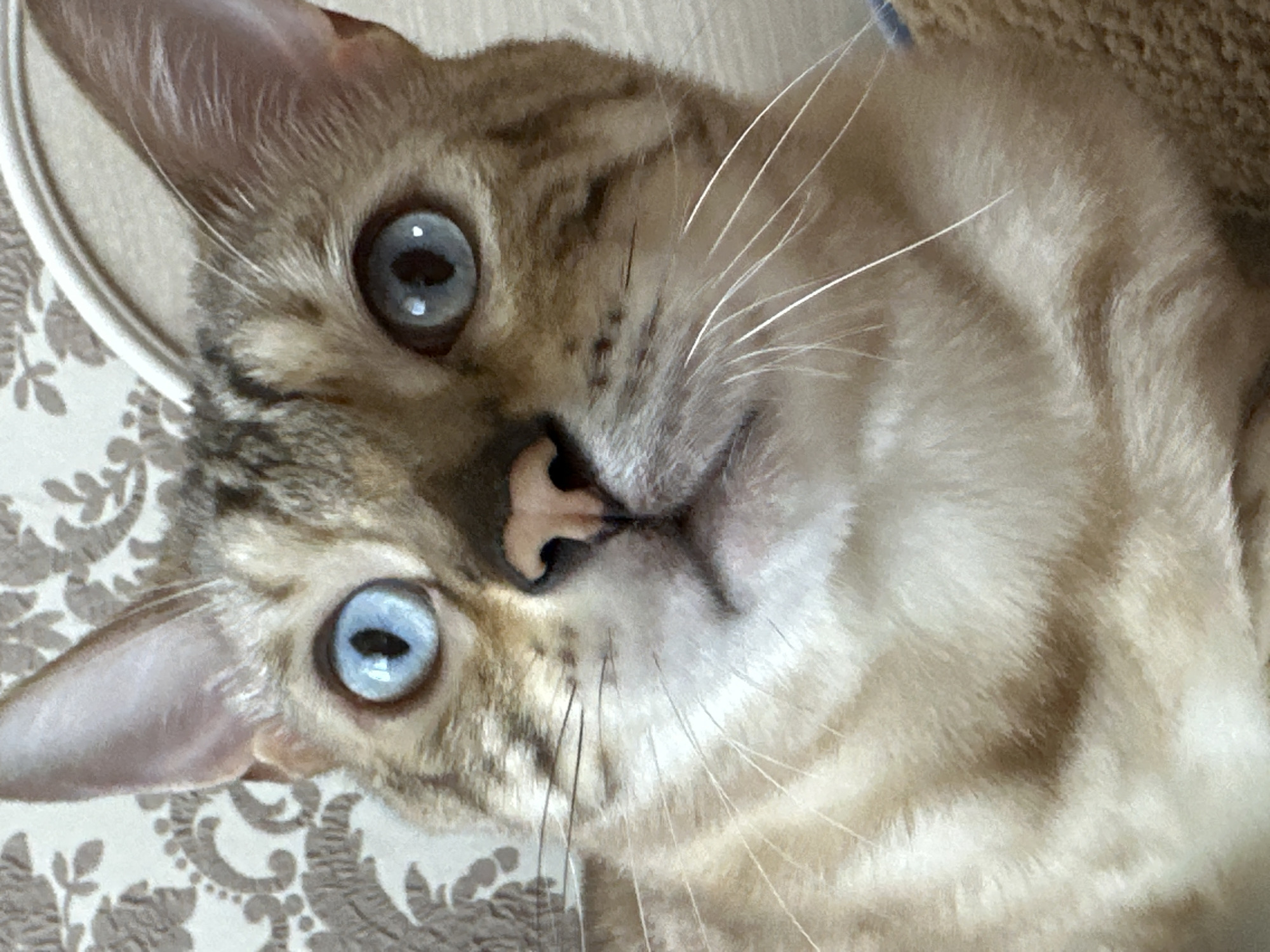 A close-up, eye-level, indoor shot focuses on the face of a light-colored Bengal cat with striking blue eyes. The cat's fur displays a marbled pattern of brown and cream. Its pink nose is centrally located, and long white whiskers fan out from its cheeks. The cat's ears are pointed and alert, with visible ear tufts. The background features a textured fabric with a damask-like pattern in shades of beige and brown, suggesting an indoor setting. The image is sharply focused on the cat's face, with the background slightly blurred. There is no indication of the city of Energetik, Russia, or any other specific location in the image.