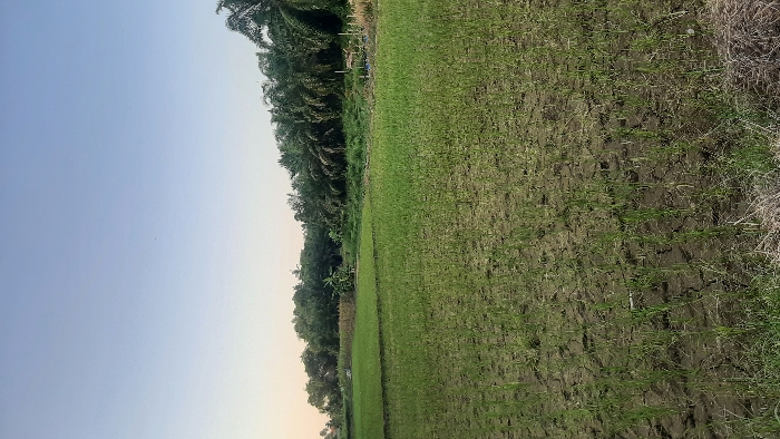 A rural landscape in Cempeudak, Indonesia, is depicted under a clear, light blue sky that lightens towards the horizon. The foreground and midground feature an agricultural field with young green seedlings, consistent with rice cultivation, arranged in rows across dry, cracked earth. Patches of pale, desiccated vegetation are visible along the bottom edge of the frame. The background is composed of a dense line of various trees and foliage, including several prominent palm trees on the right side. A small, light-colored structure, possibly a basic shelter, is partially discernible amidst the vegetation in the central-left background. No individuals, animals, or specific activities are observable within the frame.