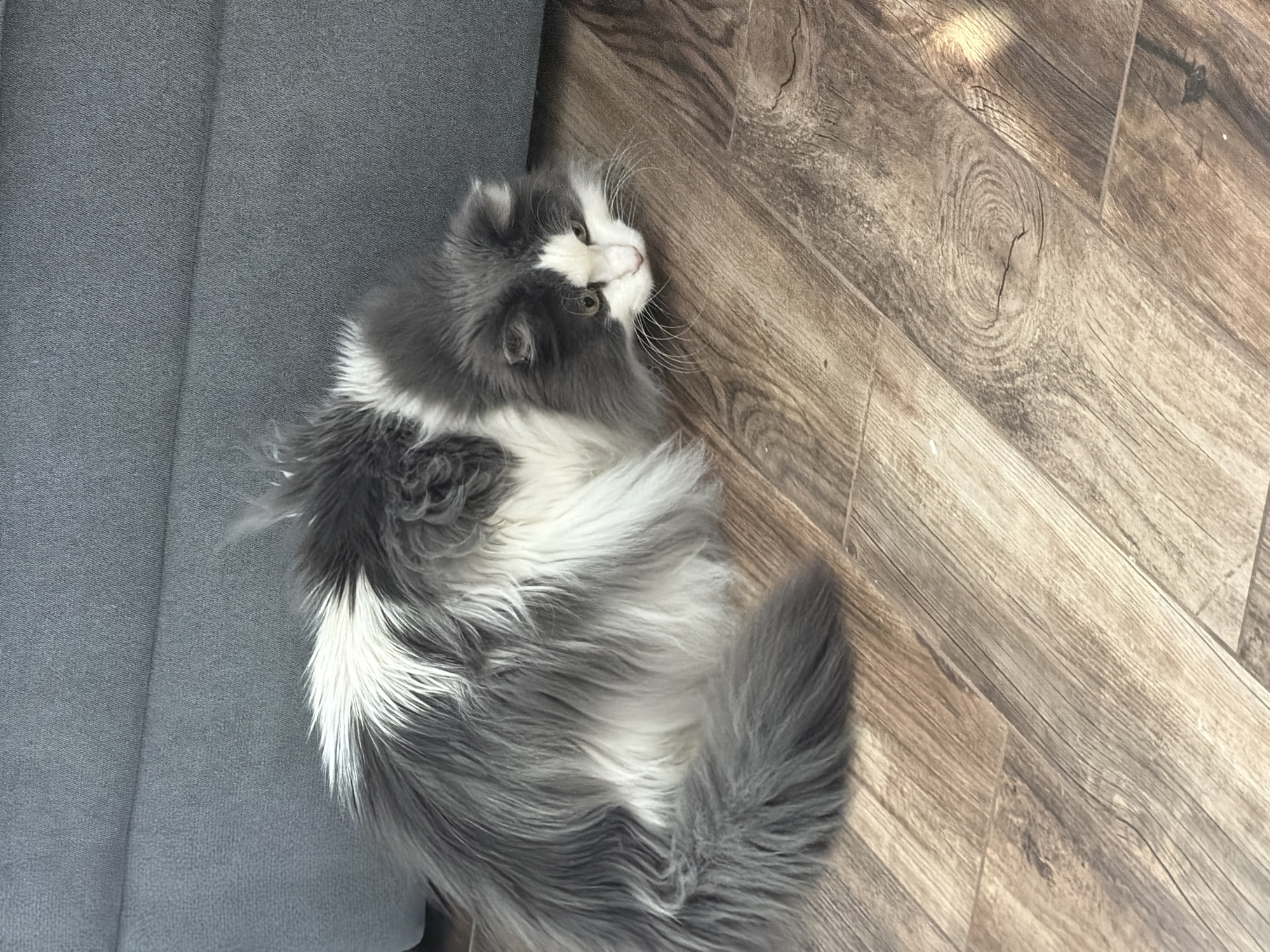 A domestic cat, appearing to be a long-haired breed with fluffy grey and white bi-color fur, is the central subject of the image. The cat is lying on its left side on a light brown, wood-look laminate floor, with part of its body extending onto a grey upholstered surface, likely a sofa or chair. Its head is turned upwards and slightly to the left, looking towards an unseen area above the frame, with its large whiskers prominent against its white muzzle. The cat has distinct dark grey patches around its eyes and ears, contrasting with its white face and chest. Its tail is visible on the right side, fanned out on the floor.
The setting is an indoor environment, likely a home, in Chaikovsky, Russia. The floor features realistic wood grain patterns and knots, indicating a warm, inviting domestic space. The grey fabric surface next to the cat is textured, suggesting a durable upholstery material. The lighting appears soft and natural, suggesting it is daytime, though the specific time of day or weather conditions cannot be determined from the indoor scene. The cat appears calm and relaxed, perhaps observing something off-camera or simply resting. There is no visible text in the image.