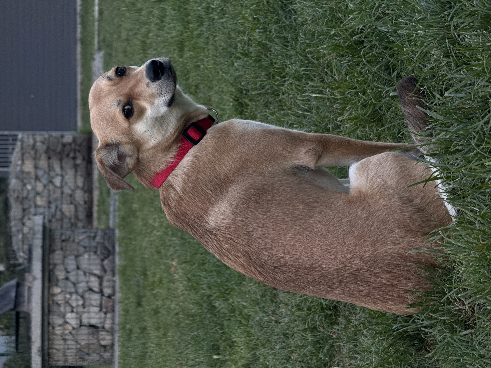 A tan-colored dog with a red collar is lying on a patch of green grass. The dog is positioned in the foreground, facing towards the left, with its head tilted upwards and its gaze directed towards the viewer. The dog's tail is partially visible, blending in with the grass on the right side of the image.
In the background, a structure constructed of stone is partially visible on the left side of the image, along with what appears to be a dark-colored wall. The location is most likely Cukarica Urban Municipality, Serbia.