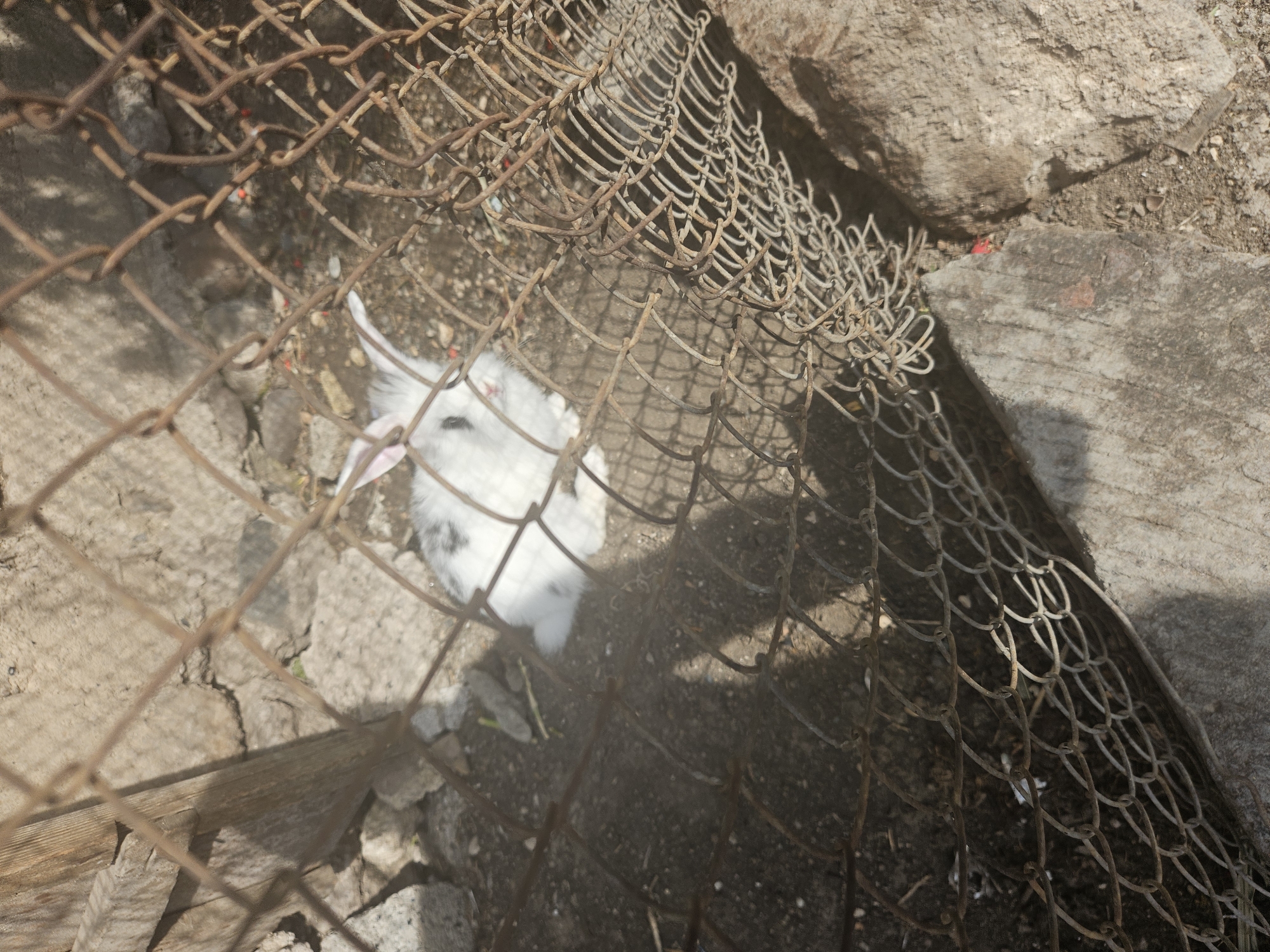 A white rabbit with black spots is visible behind a chain-link fence in Jrashen, Armenia. The rabbit is lying down on the dirt ground. The fence is made of rusty metal wire and is in the foreground of the image. The background consists of dirt, rocks, and a wooden structure. Sunlight casts shadows on the ground.