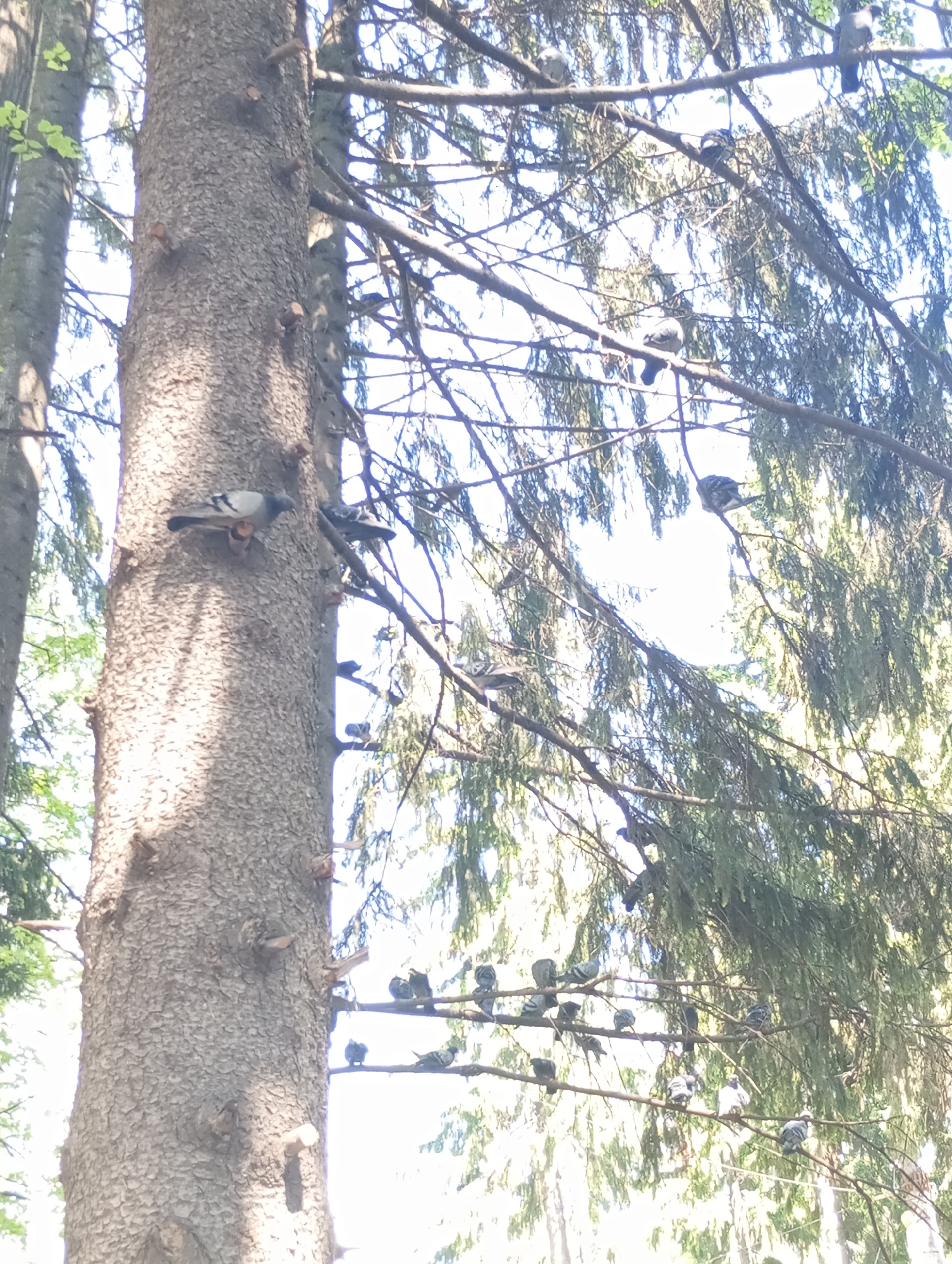 The image shows a tall tree in an outdoor setting. Many pigeons are perched on the branches of the tree and on the trunk. The location is Izhevsk, Russia.