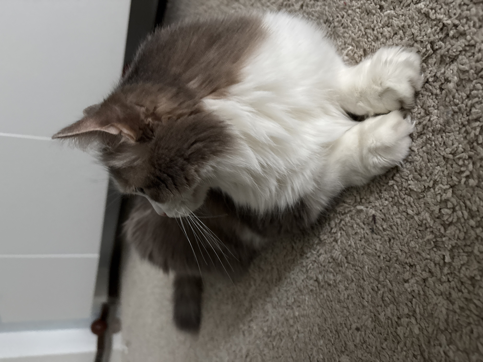 A fluffy bicolored cat with grey-brown fur on its back and head, and white fur on its chest, underside, and paws, is captured from an elevated, downward perspective. The cat is sitting on a shaggy, light brown or grey carpet, with its front paws tucked in. Its head is lowered, and it appears to be looking intently at something on the floor, suggesting curiosity or focus. Prominent white whiskers extend from its muzzle. One ear is clearly visible, pointed and light pinkish on the inside. To the left of the cat, a plain white surface, possibly a wall or piece of furniture, is visible, along with a dark vertical line that might be a door frame or another furniture edge. The lighting suggests an indoor setting, likely a room in Ulyanovsk, Russia, where the carpet covers the floor. There is no visible text in the image.