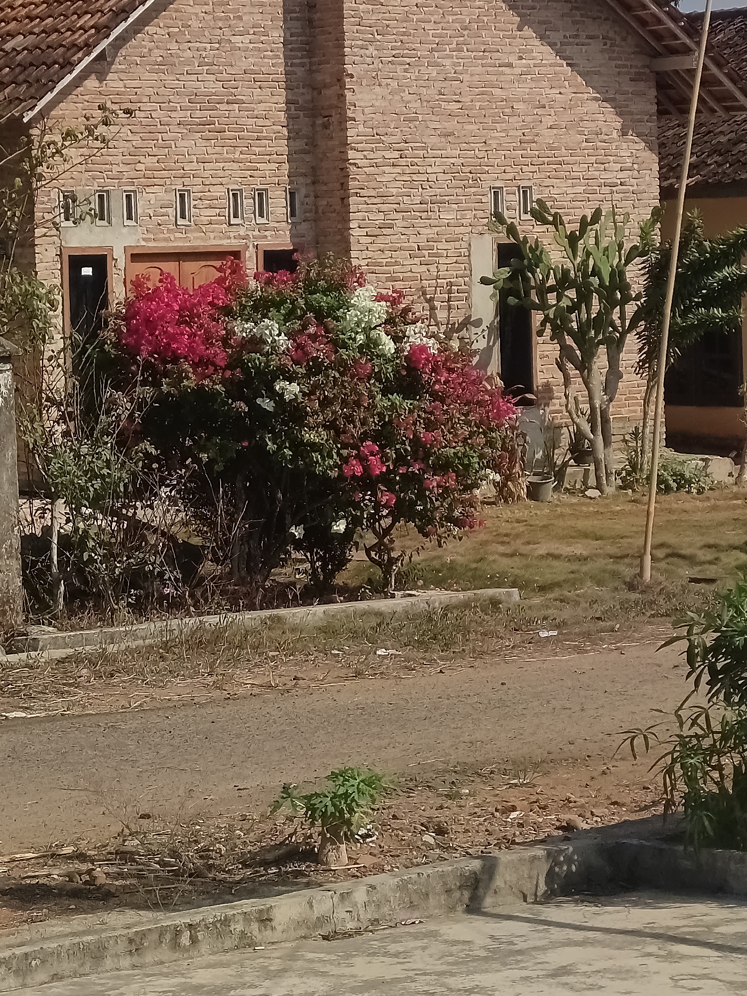 The image shows a brick house with a tiled roof in the village of Terbanggi Marga, Indonesia. In front of the house is a flowering bush with pink and white flowers, alongside some cactus plants. A dirt road runs in front of the house, with dry grass and some debris on the side. The scene appears to be a residential area during daylight hours.