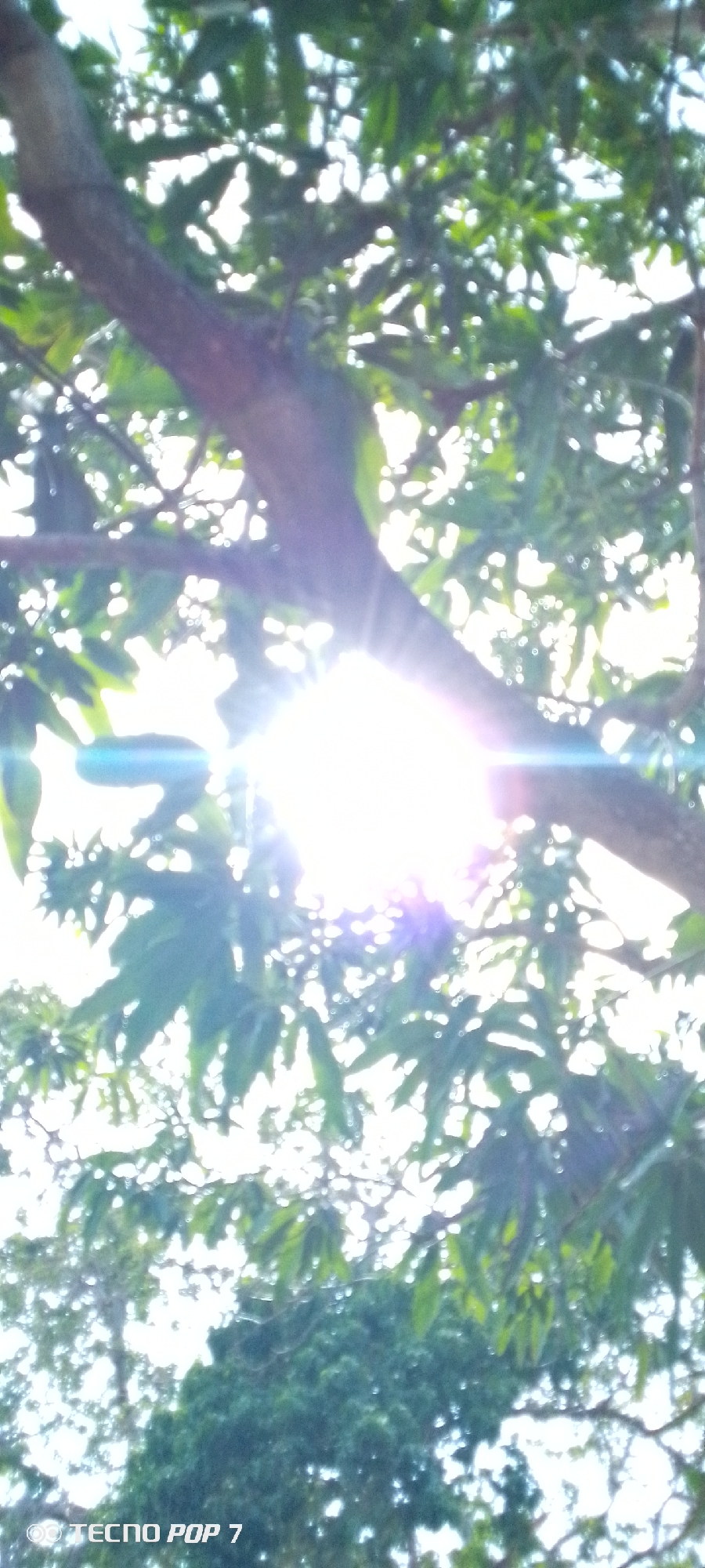 The image, taken from a TECNO POP 7 phone, shows a view looking up through a tree. The location is speculated to be in the city of Altagracia, Venezuela. A tree branch is visible in the foreground, with many green leaves. The sun is shining brightly through the leaves, creating lens flare. Other tree branches and leaves are also visible in the background, though the image is out of focus. The weather seems sunny.