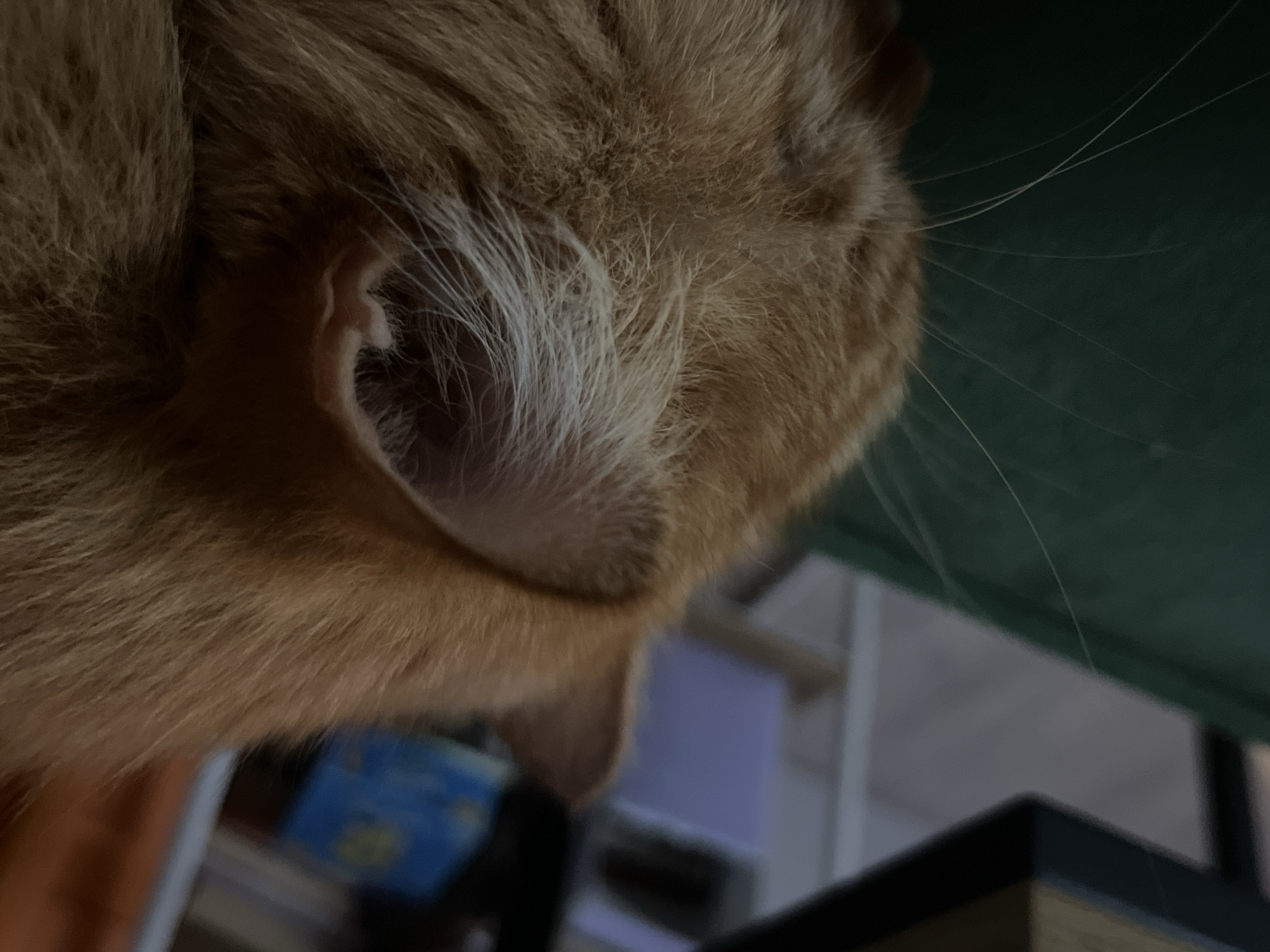 The image provides a very close-up, high-angle perspective of an orange or ginger cat's head, predominantly featuring its right ear and the surrounding fur. The cat's fur is a rich reddish-brown, with prominent lighter, almost white, hairs visible around the opening of the ear and along the side of its face. The delicate inner structure of the cat's ear is clearly visible, also adorned with fine, soft white hairs. Several long, thin, and light-colored whiskers extend gracefully from the cat's cheek towards the right side of the frame.
The background is intentionally blurred, creating a shallow depth of field that keeps the cat as the sharpest focal point. The out-of-focus elements suggest an indoor setting, likely a home, with hints of furniture or household objects. A dark green surface is visible in the upper right corner, possibly a table or a piece of furniture. Below it, indistinct blurred shapes include a blue object and other lighter, undefined forms, while a dark, rectangular object partially occupies the bottom right corner.
The cat appears to be in a relaxed or contemplative state, possibly resting or looking upwards. The lighting is subdued, indicative of an indoor environment, making it challenging to determine the specific time of day. There is no discernible activity taking place beyond the cat's presence. No text is visible in the image. While the context mentions Chaikovsky, Russia, the visual content of the image itself does not provide specific geographical cues to confirm this location.
