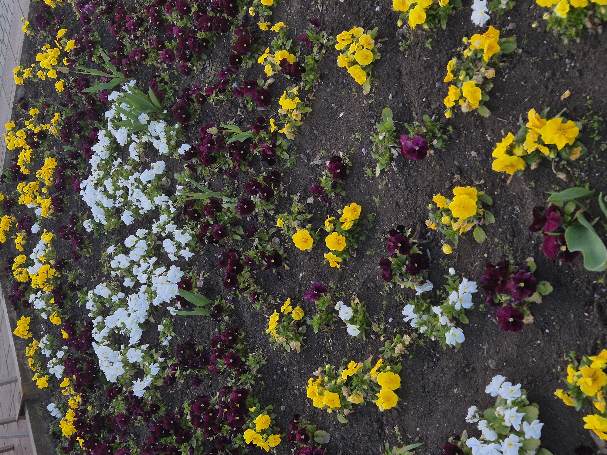 The image shows a flower bed in Pavlikeni, Bulgaria. It contains white, yellow, and dark purple pansies planted in rows in dark soil. Some green tulip leaves are also present. A small section of a metal fence is visible on the left side.