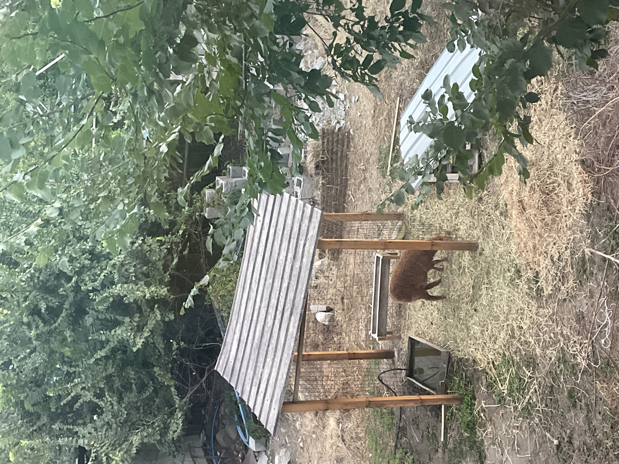 The image shows an outdoor enclosure with a small, brown, curly-haired animal, possibly a sheep or goat, standing in straw. There is a wooden structure with a corrugated metal roof, a water trough, and a feeding trough. Two white animals, possibly chickens or rabbits, are visible in the background under the shelter. The enclosure is surrounded by dry grass and some greenery. There are also some concrete blocks and debris in the background. The scene appears to be a farm or backyard animal pen. The image does not provide enough information to determine the specific location in the city of Almaty, Kazakhstan.