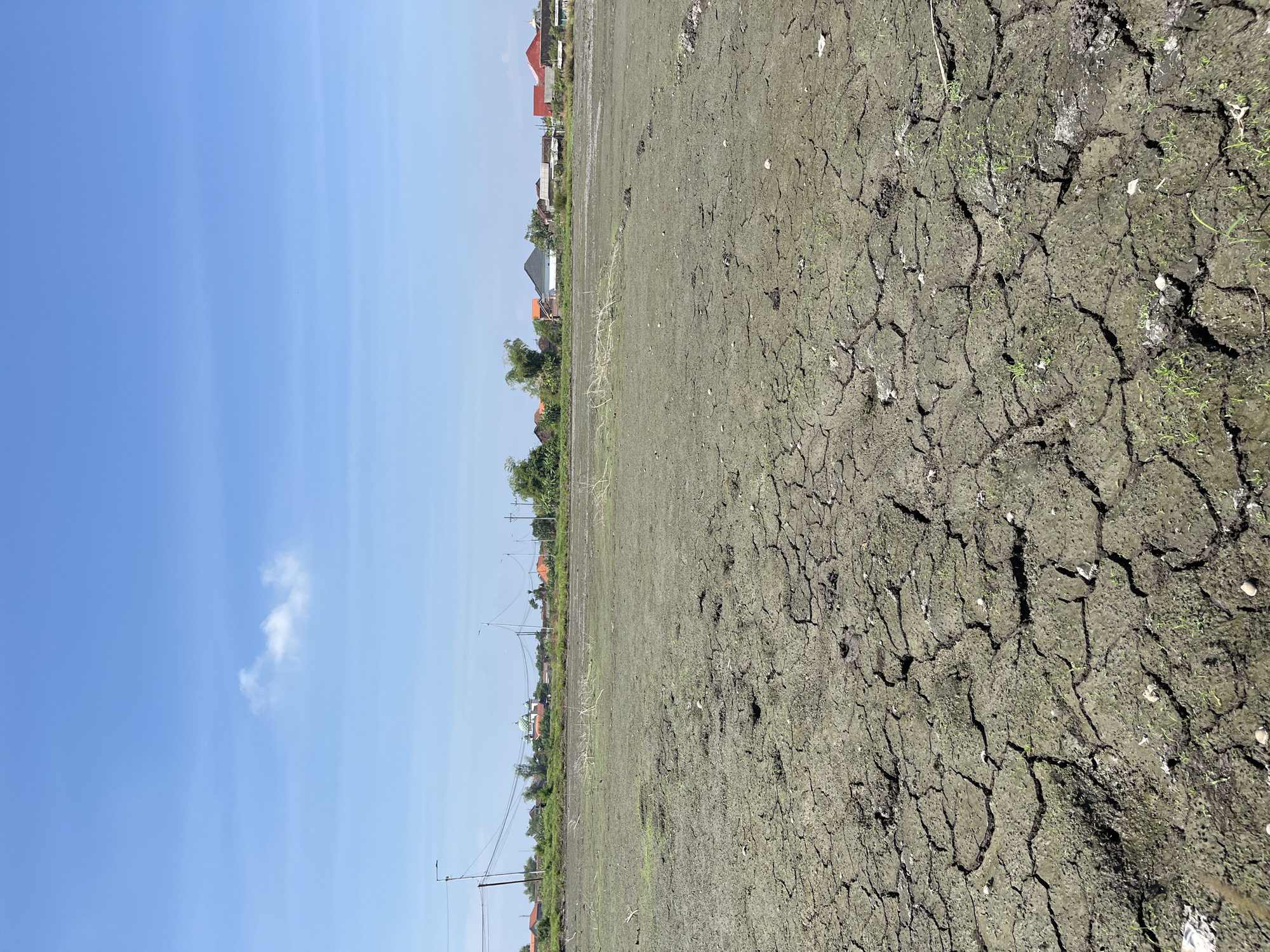 A wide shot captures a parched, cracked earth landscape under a bright blue sky with scattered clouds. The foreground is dominated by dry, dark soil, deeply fissured with polygons that suggest a recent lack of water. Small, sparse patches of green vegetation are visible pushing through the arid ground.

In the midground, a line of buildings and trees marks the edge of the dry field. Among the buildings, a prominent structure with a green domed roof stands out, possibly a mosque, with other residential or commercial buildings featuring red and orange roofs visible further along the horizon. Utility poles with electrical wires are scattered along the edge of the landscape, indicating a populated area nearby.

The background consists of a clear blue sky, with a single wispy white cloud in the upper left quadrant. The scene appears to be an undeveloped or former agricultural area on the outskirts of a settlement in Pesawahan, Indonesia. No people or animals are visible in the frame. The overall impression is one of arid conditions and a transition from natural to built environment.