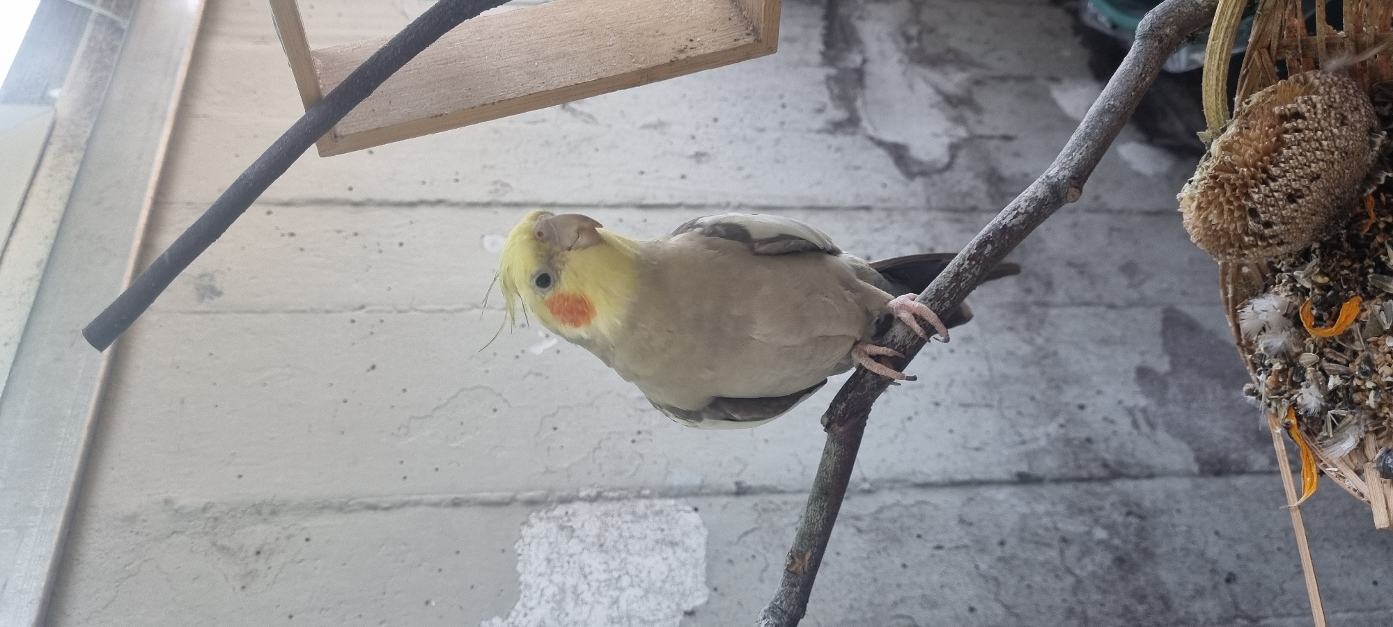 A cockatiel is perched on a branch in an outdoor setting. The bird is facing to the right, with its head slightly tilted. It has a yellow crest, orange cheek patches, and gray and white plumage. In the background, a rough, gray concrete wall is visible. A dark, thin rod extends diagonally from the top right of the frame downwards. To the right of the bird, a wooden structure with a rough texture is partially visible. Below the branch, a woven basket filled with birdseed and a dried sunflower head is present. The environment appears to be an outdoor enclosure or balcony.