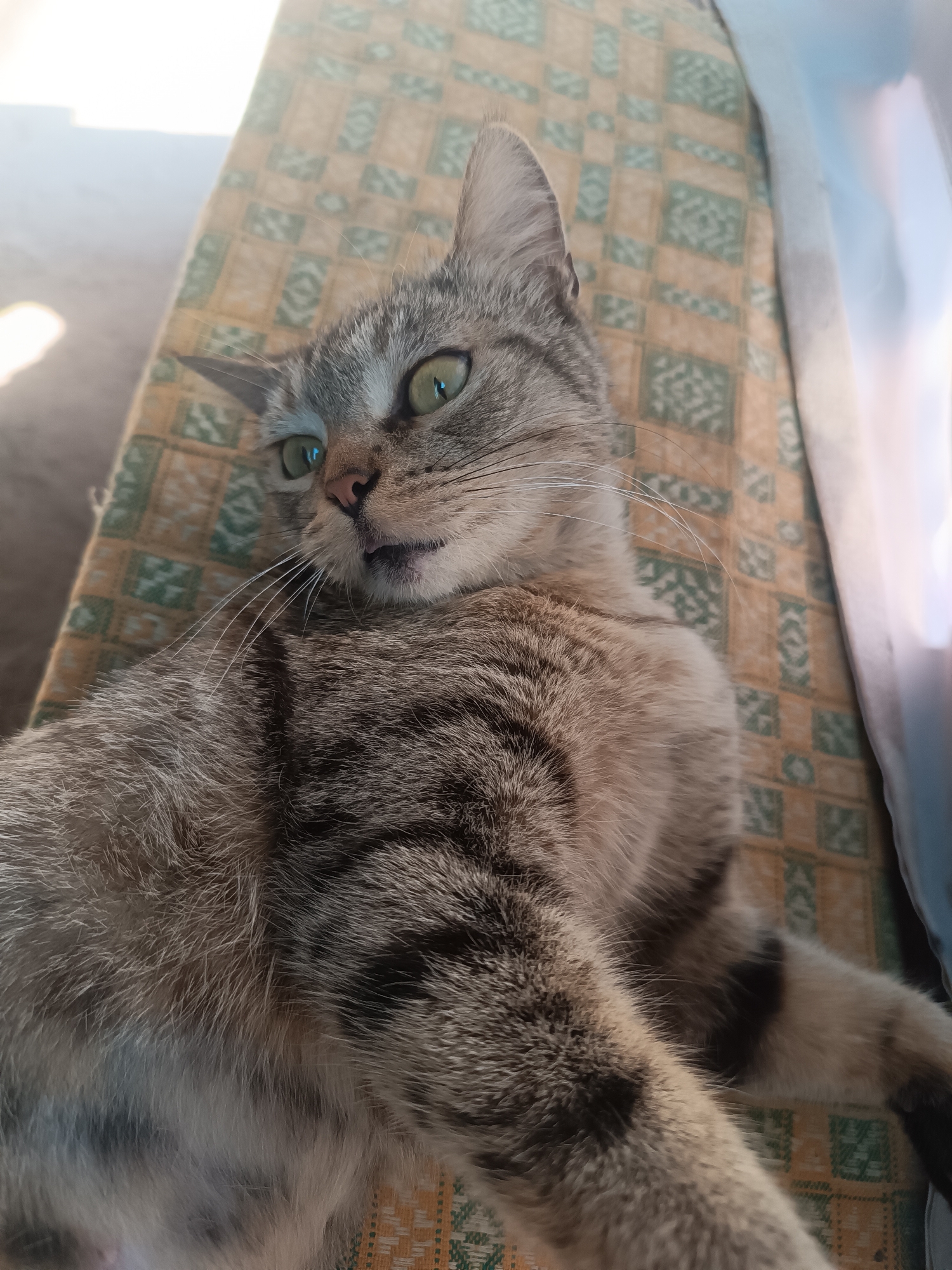 In Vypasne, Ukraine, a tabby cat is lying on a patterned surface that appears to be an outdoor furniture cushion. The cat has green eyes and its mouth is slightly open, revealing its tongue. The lighting suggests it is daytime, with sunlight casting shadows. The background is blurred, but hints at an outdoor environment with some foliage and a bright light source, possibly the sky or a distant object. The pattern on the cushion is a geometric design with squares of yellow and green.