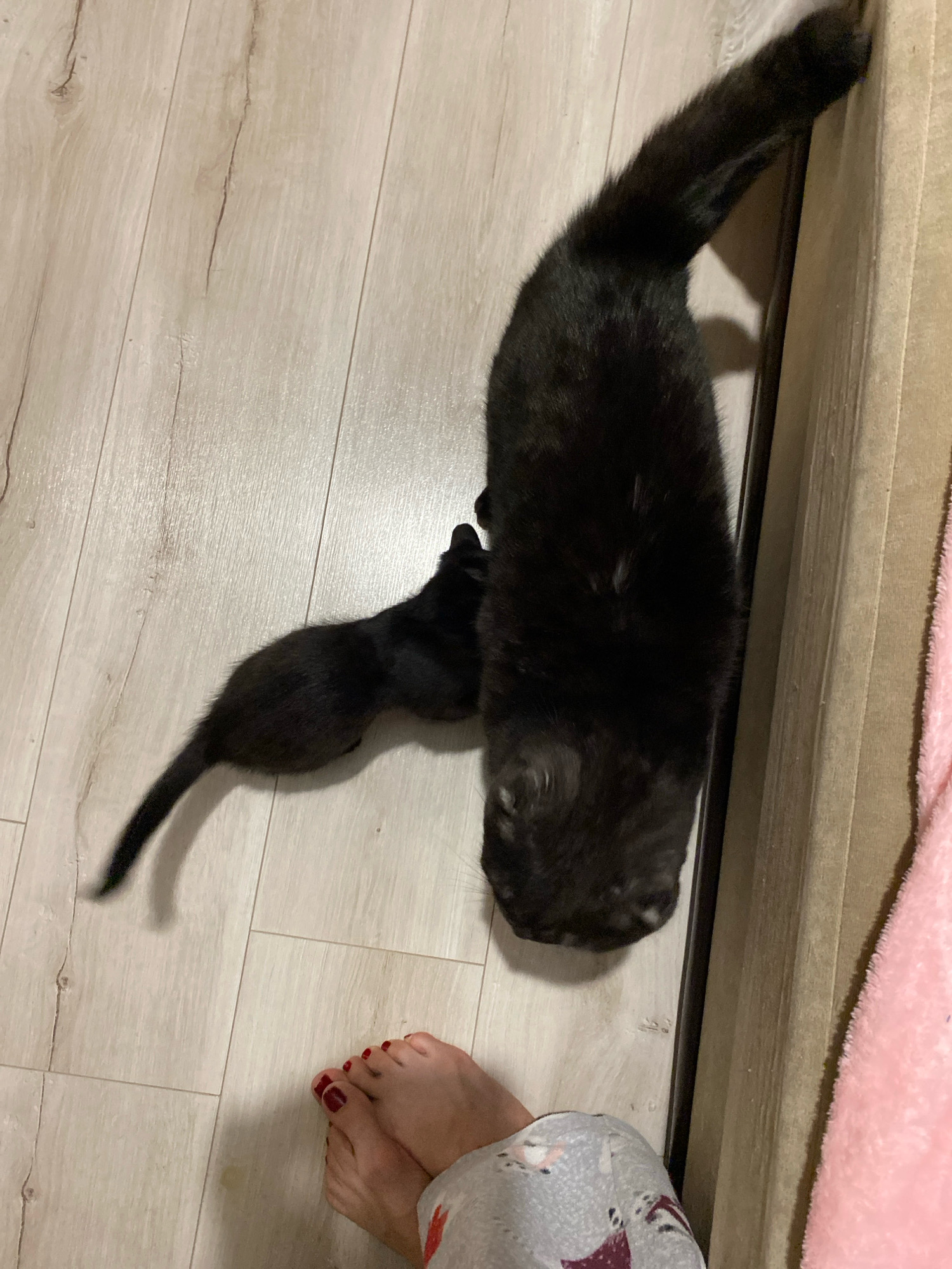 This is a high-angle, full-shot photograph of two black cats and a pair of feet on a light-colored wooden floor. The larger cat is positioned vertically in the frame, with its head facing downwards towards the floor and its body extending upwards and to the right. Its tail is raised and curves to the right, touching a beige vertical surface, possibly a wall or furniture. A smaller black cat is positioned to the left of the larger cat, with its body elongated and its head also directed towards the floor, appearing to be interacting with the larger cat. The feet in the foreground, belonging to a human, are bare with dark red nail polish on the toenails and are wearing patterned loungewear. The background consists of a light wooden floor with visible grain and planks, and a portion of a beige vertical surface, possibly a piece of furniture, and a pink fuzzy textile. The scene appears to be indoors. There is no indication of the city of Zhlobin, Belarus.