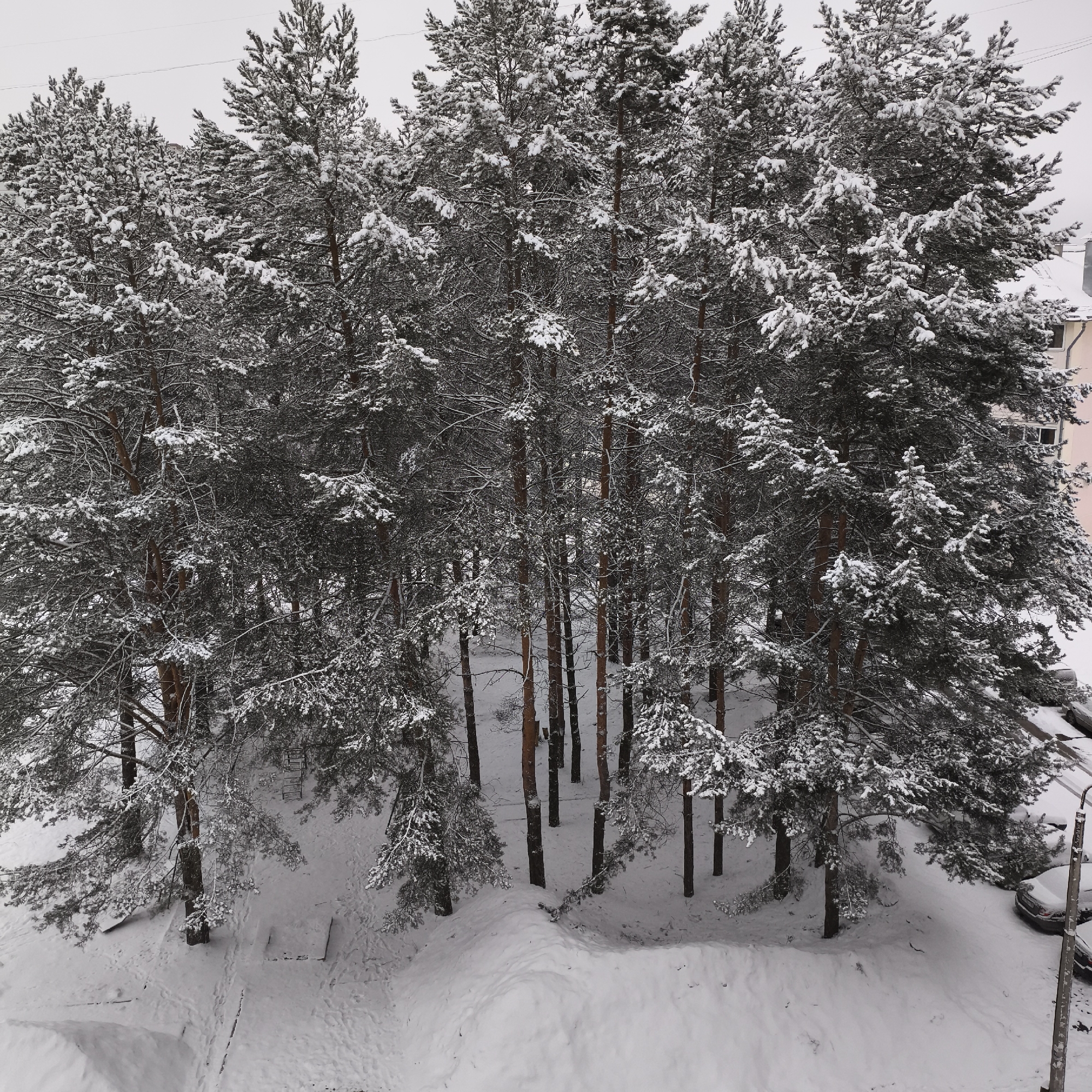 The image depicts a snow-covered area in what appears to be Chaikovsky, Russia. A dense grouping of pine trees dominates the scene, their branches heavily laden with snow. The ground is entirely covered in snow, and there is a hint of a building visible beyond the trees on the right side, suggesting an urban or suburban setting. There's also an indication of a parking lot or a road covered with snow and vehicles nearby. A street light can be seen on the right corner of the picture. The overall atmosphere is wintry and overcast. No people are visible in the frame.