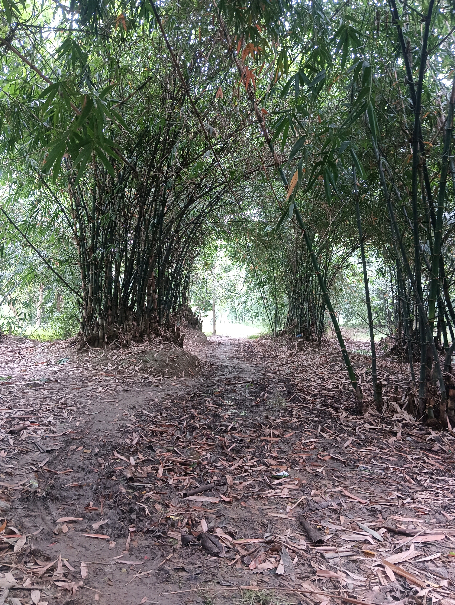 The image depicts a dirt path winding through a dense bamboo forest. The path is covered with fallen bamboo leaves and appears damp in places, suggesting recent rain. The bamboo stalks are tall and arch over the path, creating a natural tunnel effect. The lighting is diffused, indicating an overcast day or a shaded area. The scene is natural and undeveloped, with no signs of human habitation or activity beyond the path itself. The location is specified as being in Unknown, Unknown, which provides no geographical context.