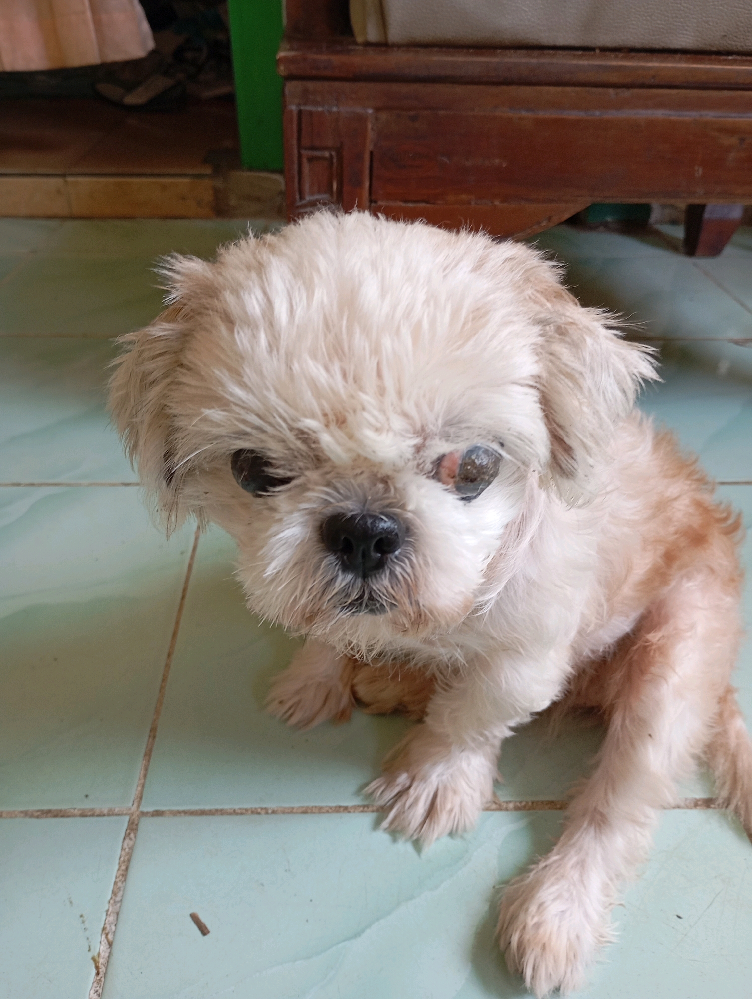 The image depicts a close-up view of a small, light-colored dog, possibly a Shih Tzu, sitting on a light blue tiled floor. The dog has shaggy fur, and its eyes are dark and appear somewhat sunken. The right eye shows some discoloration and what looks like irritation or injury around it. The dog's nose is black and appears wet. The background includes a dark wooden piece of furniture with legs visible, and a hint of a person's legs wearing light-colored clothing, with footwear suggesting an indoor setting. The overall lighting suggests an indoor environment, possibly a home. The specific location in Balikpapan, Indonesia cannot be determined from the visual information alone.