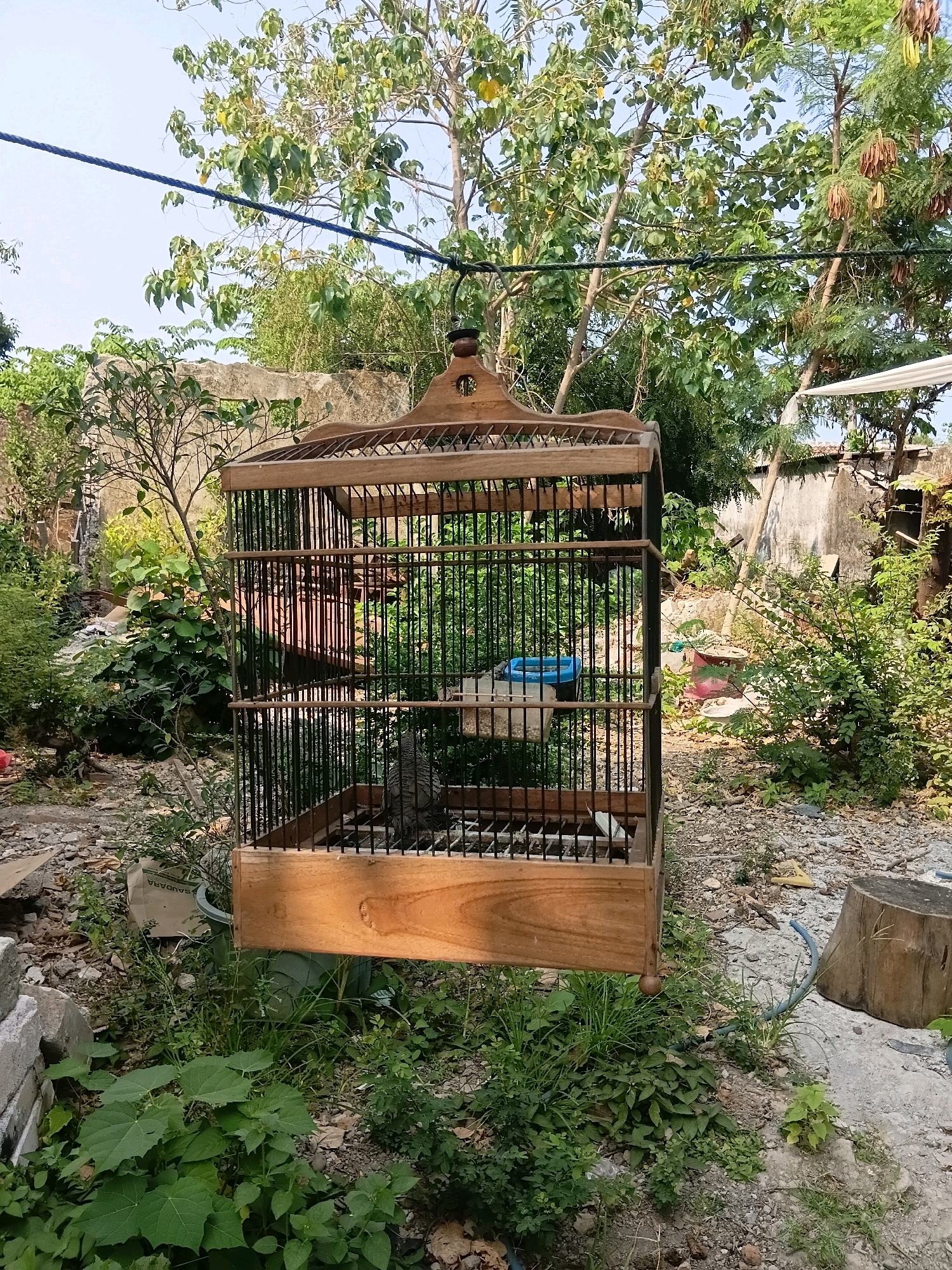 A birdcage made of wood and metal bars hangs from a wire in an outdoor setting, likely a yard. The cage contains at least one bird. The background shows trees with green leaves and some dry seed pods, along with a concrete wall and what appears to be a rough, unpaved ground surface with scattered rocks and vegetation. The lighting suggests it is daytime. The scene is consistent with a residential or garden area in a tropical or subtropical environment. The location is identified as Cikal, Indonesia.