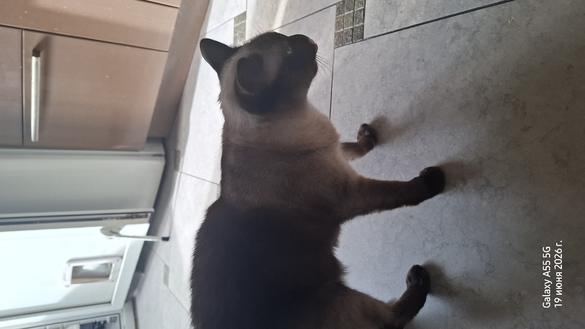 A brown and cream Siamese cat is standing on a tiled floor in what appears to be a kitchen. The cat is facing to the right, with its body angled slightly away from the camera. Its fur is dark brown on its back and head, transitioning to a lighter cream color on its chest and belly. The cat's eyes are visible and appear to be dark. Its tongue is slightly out, suggesting it might be grooming or panting.
In the background, a white appliance, possibly a refrigerator or washing machine, is visible on the left side of the image. It has a cat flap installed on its door. To the right of the appliance, there are kitchen cabinets with a brown wood finish and a metallic handle. The floor is tiled with a light-colored, stone-like pattern, and some of the tiles have a subtle marbling effect. Sunlight is casting shadows on the floor, indicating the presence of a light source from the right.
The bottom left corner of the image contains a timestamp overlay: "Galaxy A55 5G 19 июня 2026 г.". This indicates the image was captured by a Samsung Galaxy A55 5G phone on June 19, 2026. The presence of kitchen appliances and tiling suggests an indoor residential setting, likely a home. The mention of "Rostov-on-Don, Russia" in the prompt implies this scene is located in that city.
