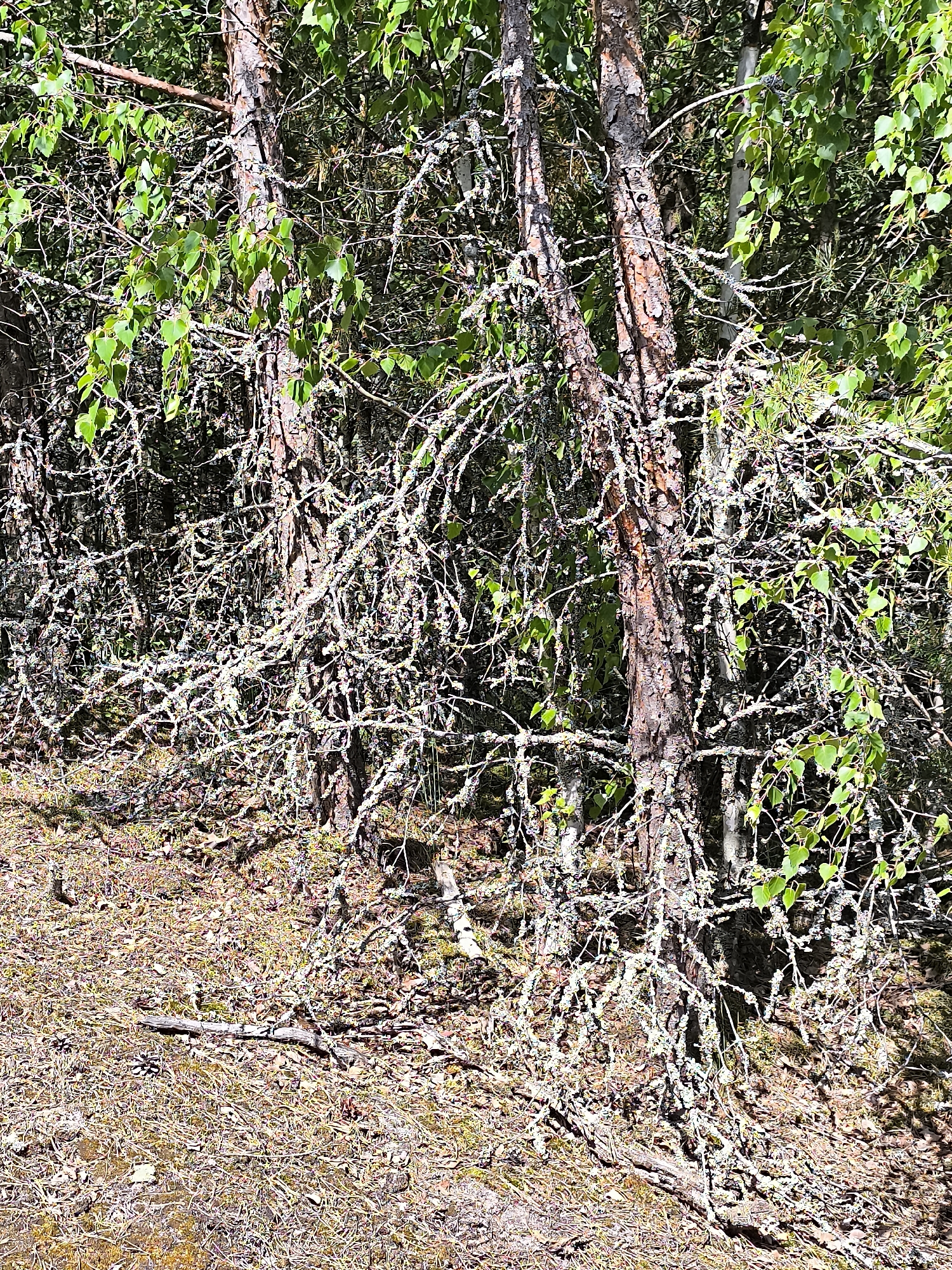 The image displays a dense forest floor in Neringa, Lithuania, characterized by an abundance of pine trees. The ground is covered with a thick layer of pine needles, dry leaves, and twigs, with some patches of green moss. Several pine trees are visible, their bark appearing rough and textured. The branches of the trees are heavily laden with lichen, giving them a grayish-white appearance. The sunlight filters through the canopy, casting dappled shadows on the forest floor. The overall impression is one of a mature, somewhat overgrown pine forest.