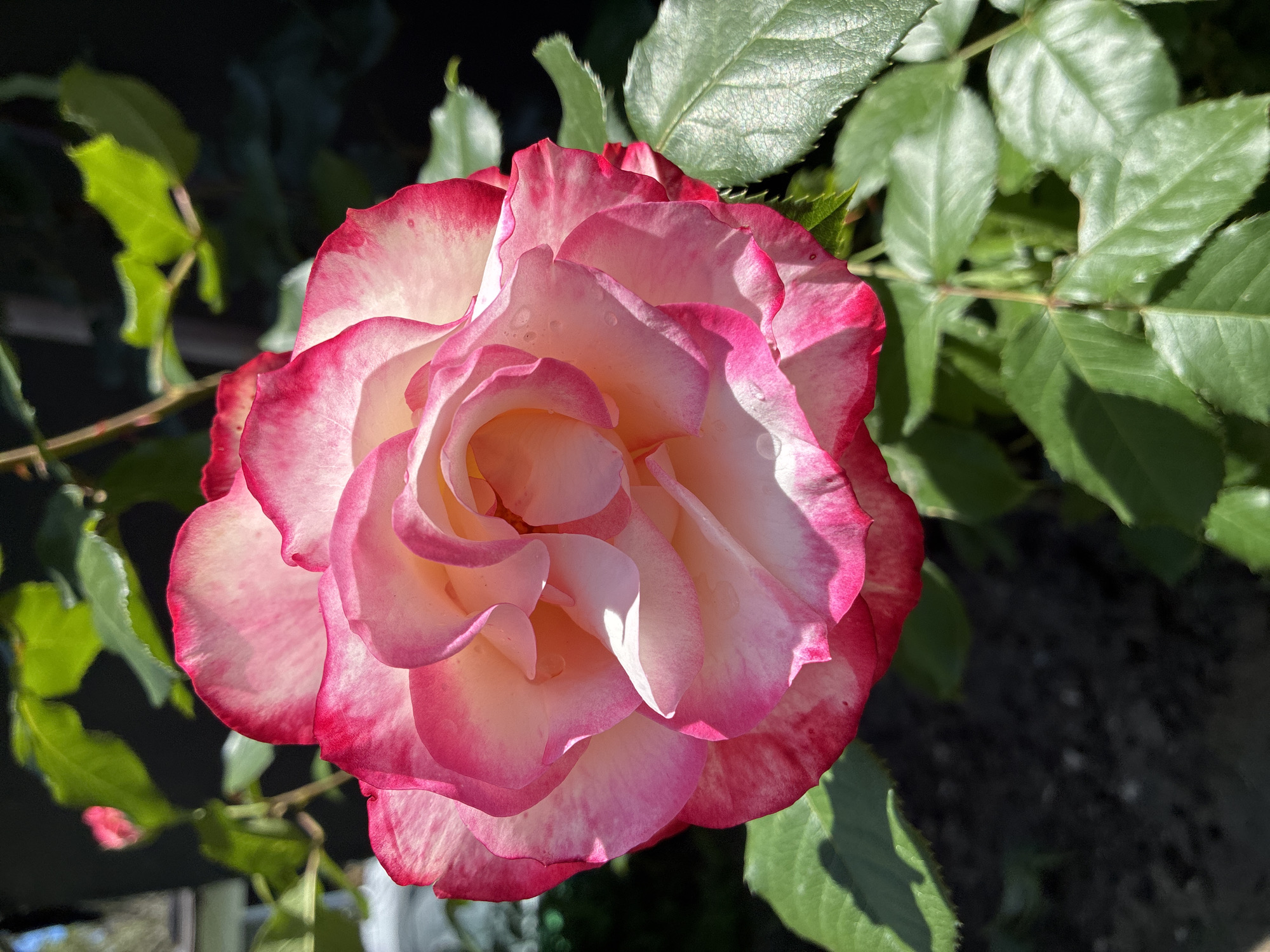 A close-up, eye-level shot shows a pink and white rose in full bloom. The petals are arranged in a spiral pattern, with the inner petals a creamy white and the outer petals tinged with a vibrant pink, especially at the edges. Dewdrops are visible on the petals. Green leaves surround the rose, with some showing signs of sunlight. The background is blurred and suggests an outdoor garden setting.
I have no information about the location of this image being taken in Varna, Bulgaria.
