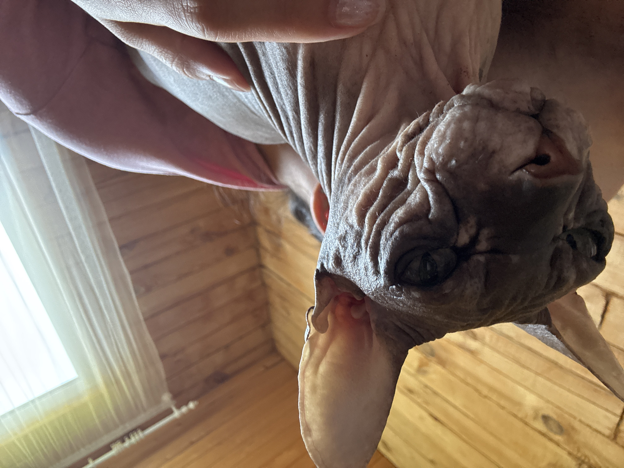 An indoor, close-up, low-angle, eye-level shot features a hairless cat, likely a Sphynx breed, being held by a person. The cat's wrinkled skin and large ears are prominent. Its dark eyes are visible, and its nose is dark pink. The cat's head is turned slightly to the left. A person's hand with manicured fingernails is gently supporting the cat's neck. The person is wearing a pink garment. The background consists of a wooden plank wall and a sheer white curtain covering a window. The lighting suggests it is daytime. There is no visual information to determine the specific location in the city of Nikolaevka, Russia.