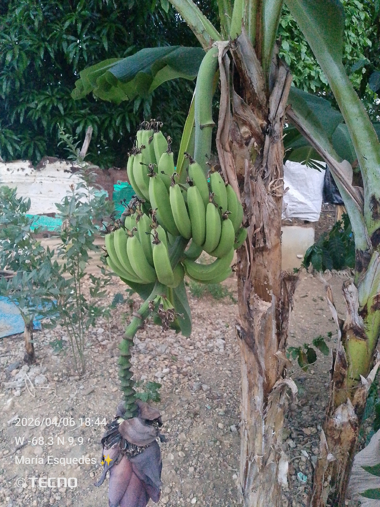 A banana plant with a bunch of green bananas hanging from it is in the foreground. The plant is partially dry and brown on the stem. A purple banana flower is at the bottom of the banana bunch. The ground is covered in small pebbles. In the background, there is a leafy green tree and some white material. The image was taken on 2026/04/06 at 18:44, at latitude W -68.3 N 9.9 in an unknown city, Unknown. María Esquedas took the photo with a TECNO camera.