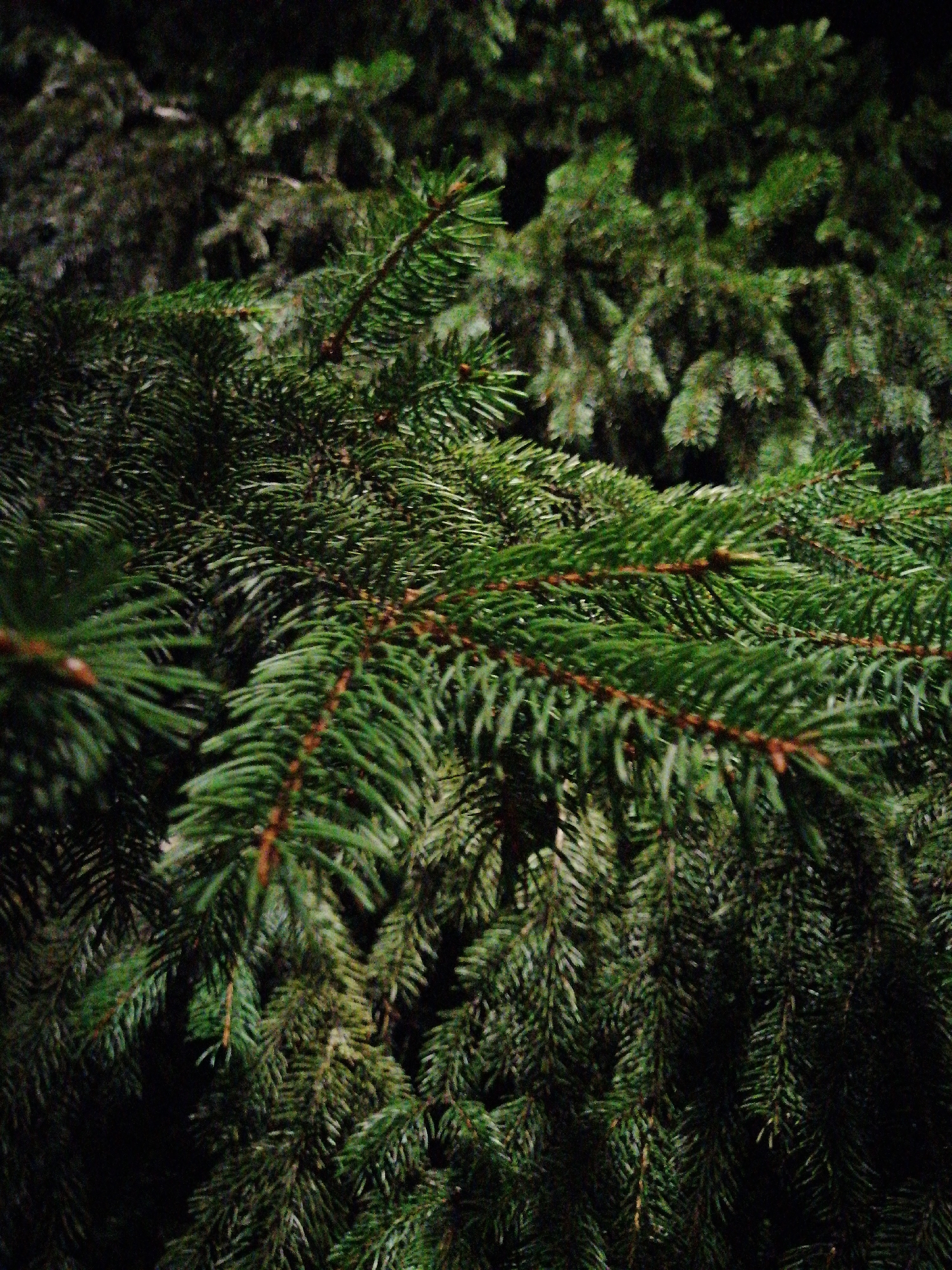 The image is a close-up, eye-level shot of dense evergreen tree branches. The needles are dark green and sharp, with some reddish-brown stems visible. The background is blurred and dark, suggesting a natural, outdoor setting, possibly a park or forest, with other evergreen trees further back. There are no people, animals, or man-made objects visible in the frame. The lighting is dim, giving the scene a somewhat somber or moody atmosphere. No specific landmarks or features within Kremenchuk, Ukraine, are identifiable from this abstract depiction of tree foliage.