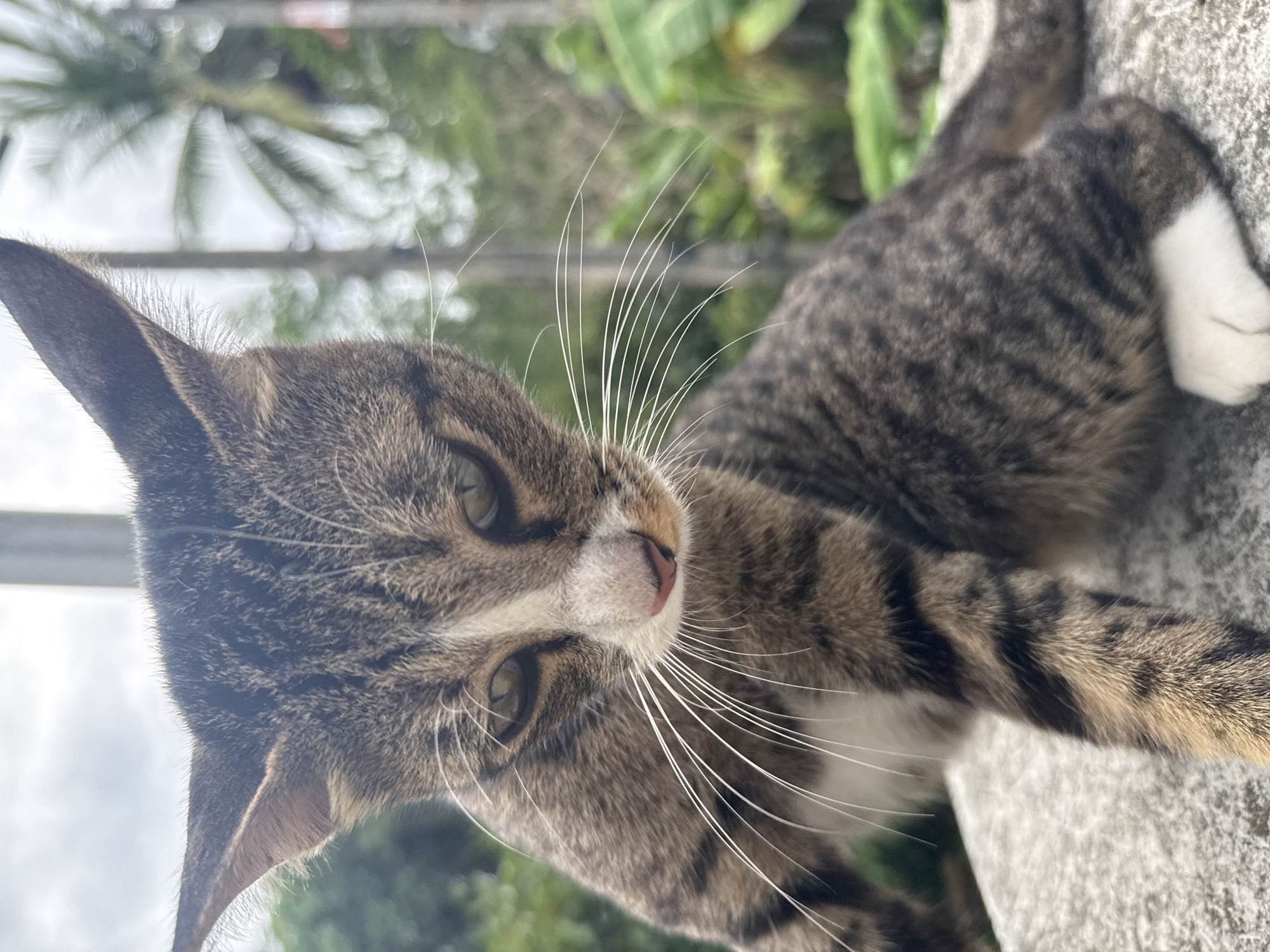 A close-up, eye-level outdoor shot captures a tabby cat with grey and brown fur, black stripes, a white chest, and white paws, perched on a concrete surface. The cat is facing forward, with its head slightly bowed and its gaze directed downwards. Its eyes are a piercing green, and its pink nose is prominent. Long, white whiskers fan out from its face. The background is blurred, but hints of lush green foliage and palm trees suggest a tropical environment, possibly in the vicinity of Ko Pha-ngan District, Thailand. The lighting is natural, indicating it is daytime. The overall impression is one of a calm, observant feline in a verdant setting.