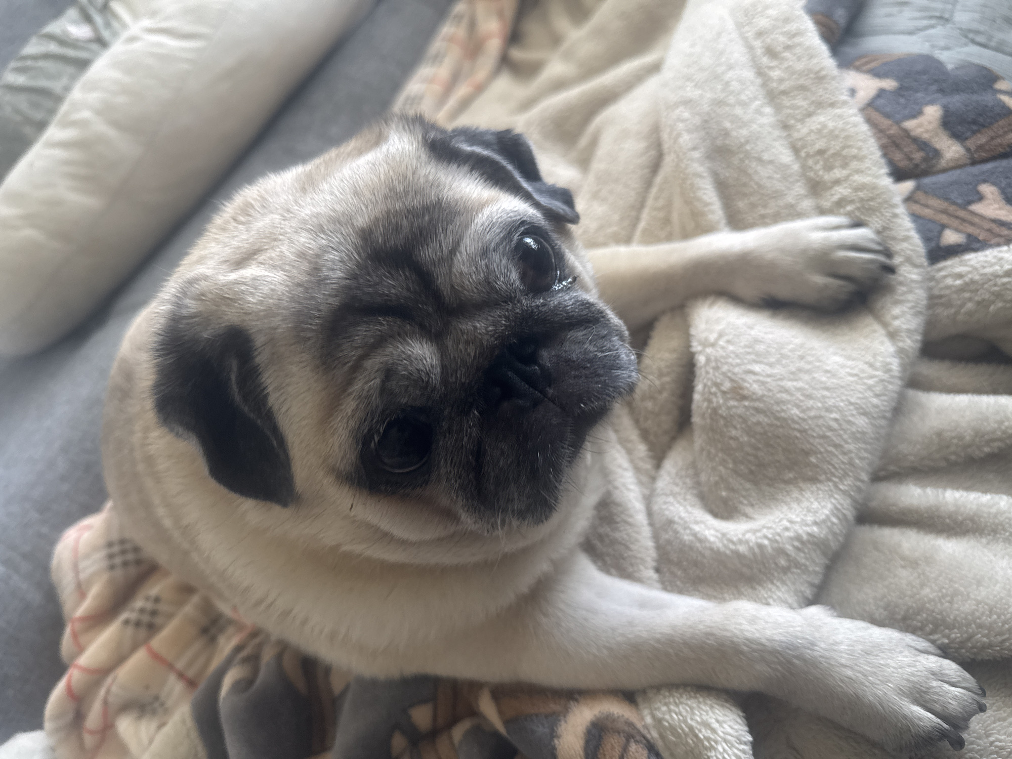 A fawn-colored pug dog is lying on a soft, light-colored blanket. The dog is positioned in the center of the frame, with its head slightly tilted down and to the right. Its dark eyes are looking downwards, and its facial features, characteristic of the pug breed, are clearly visible. The pug's paws are extended forward, resting on the blanket. Behind the pug, a plaid blanket with earthy tones is visible. The background consists of a blurred surface, likely a couch or bed, with a long bolster pillow. The image appears to be taken indoors, in a domestic setting. There is no visible indication of the city of Bishkek, Kyrgyzstan.
