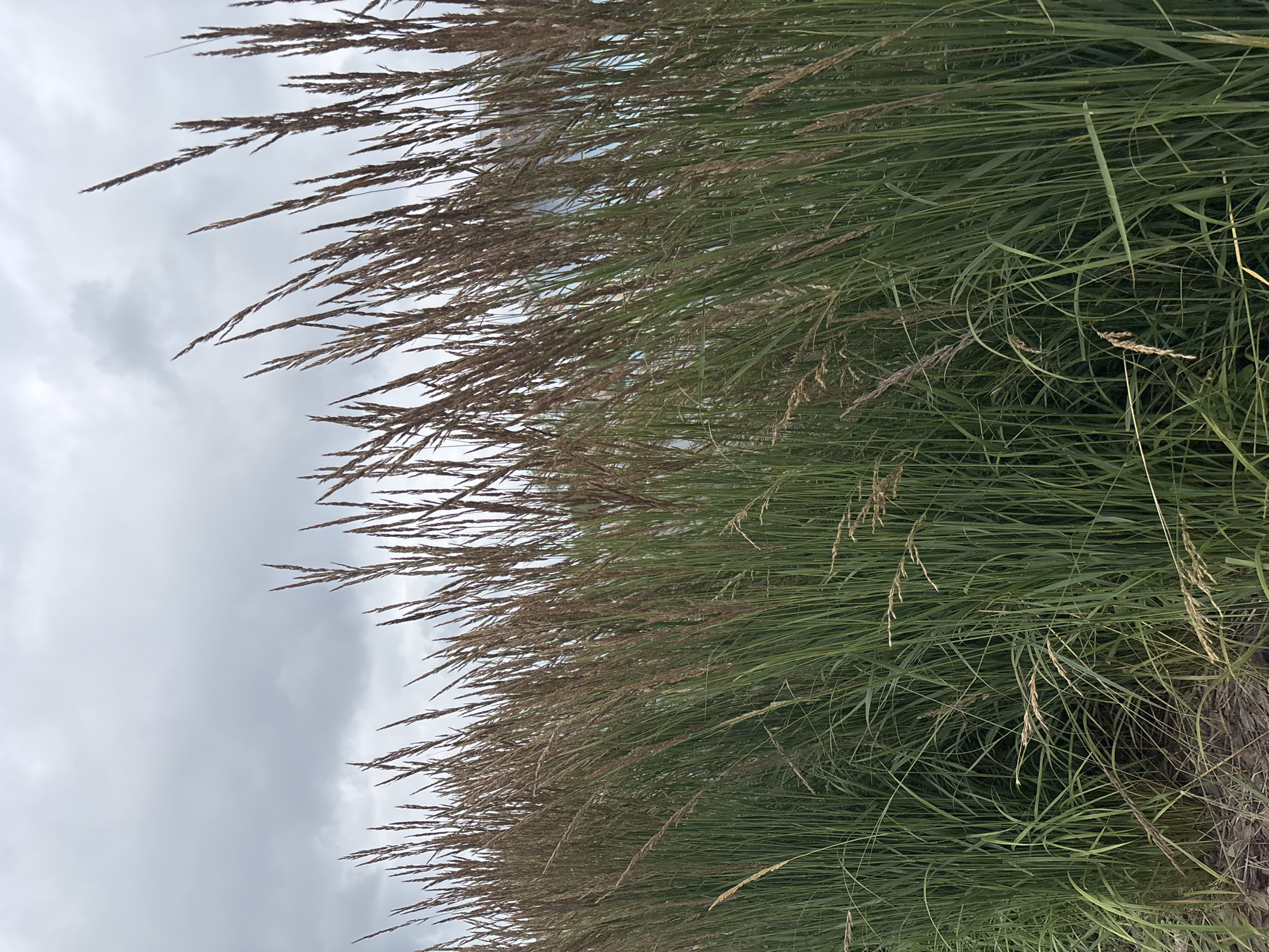 The image depicts a dense stand of tall, green grass with dried, brown seed heads, reaching towards an overcast sky. The vegetation appears to be growing along a shoreline, possibly a riverbank or lakefront, with a hint of muted colors in the distant background suggesting water or urban structures. The scene is devoid of any human presence or activity. The overall impression is one of natural growth and an undisturbed environment. There is no information in the image to indicate the location within the city of Perm, Russia.