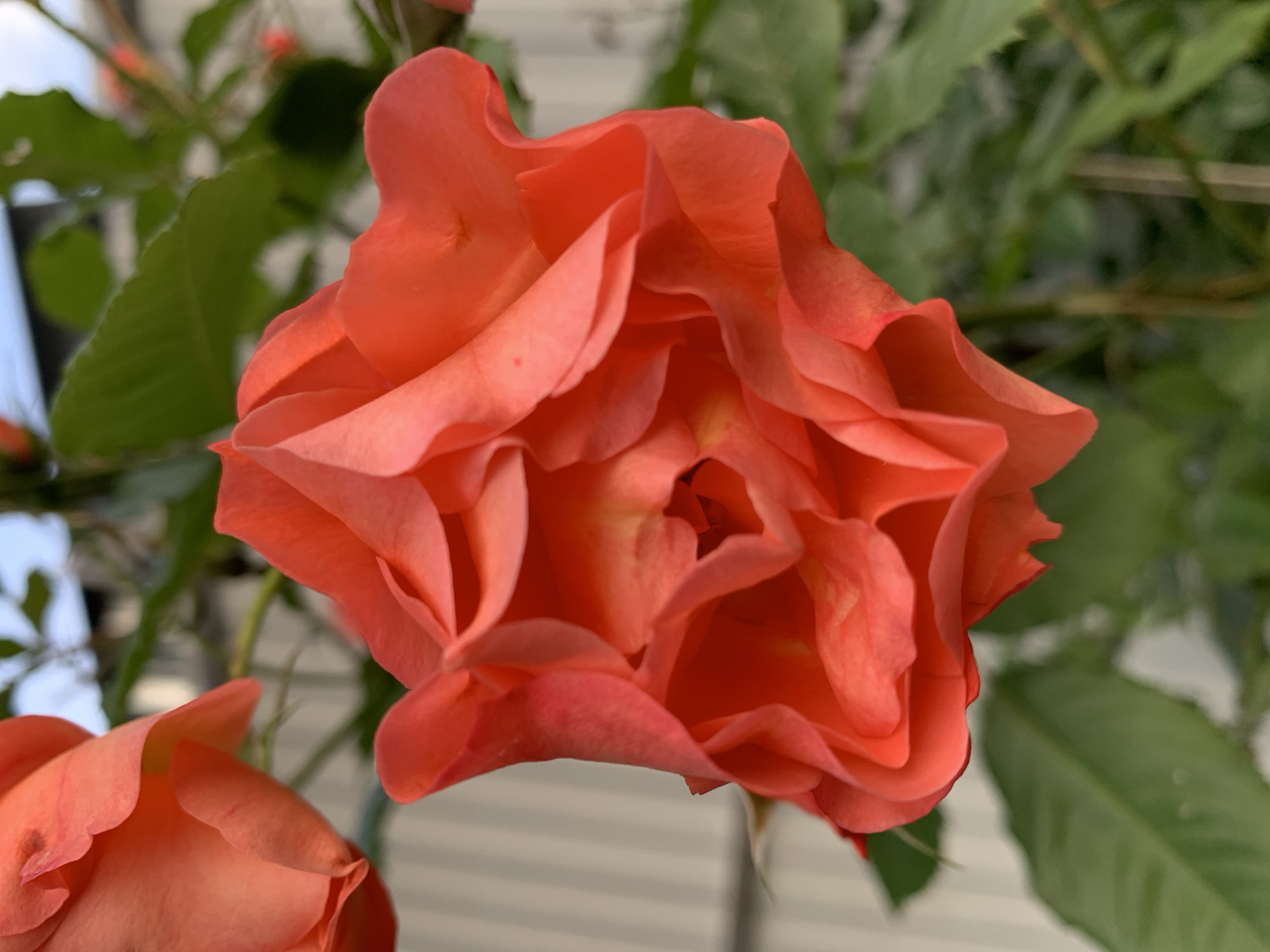 A close-up shot captures the intricate details of a blooming coral rose. The rose, positioned in the center of the frame, is in focus with its soft, layered petals displaying a range of orange and pink hues. The petals are delicate and slightly unfurled, revealing a glimpse of the inner bloom. In the upper left corner, another partially visible rose, also coral in color, is slightly out of focus. The background consists of blurred green foliage, suggesting a garden setting. The background also shows a hint of a pale blue sky and a pale, vertical-lined fence. The overall lighting is soft and natural, highlighting the texture and form of the rose.