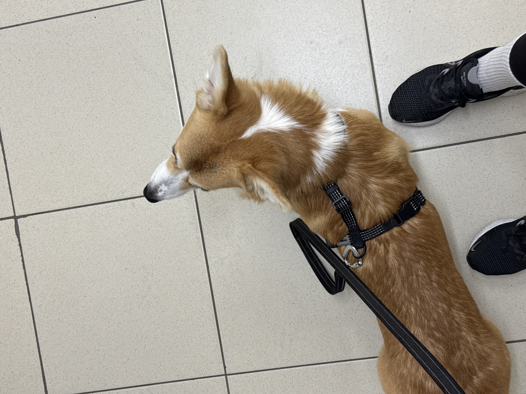 A tan and white Welsh Corgi with a black harness and leash stands on a light beige tile floor. Next to the dog are a pair of black sneakers with white socks. The location of the image is unknown and not necessarily located in Krasnoyarsk, Russia.