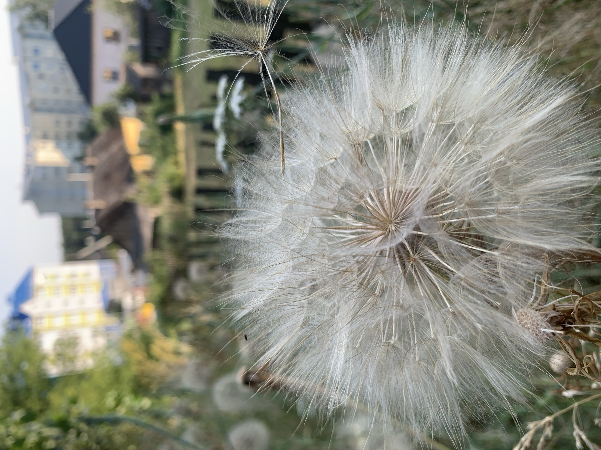 A close-up, shallow depth of field photograph shows a fluffy white dandelion seed head in the foreground. The seed head is in focus, revealing delicate filaments and a central core. In the blurred background, there are trees, a wooden fence, and residential buildings, including a multi-story building with a blue roof and yellow accents, and other houses with dark roofs. The scene appears to be a residential area in the city of Kapyĺ, Belarus, likely a backyard or undeveloped area adjacent to houses. The lighting suggests it is daytime, possibly late afternoon due to the warm tones in the background. There are no people or animals visible in the frame.