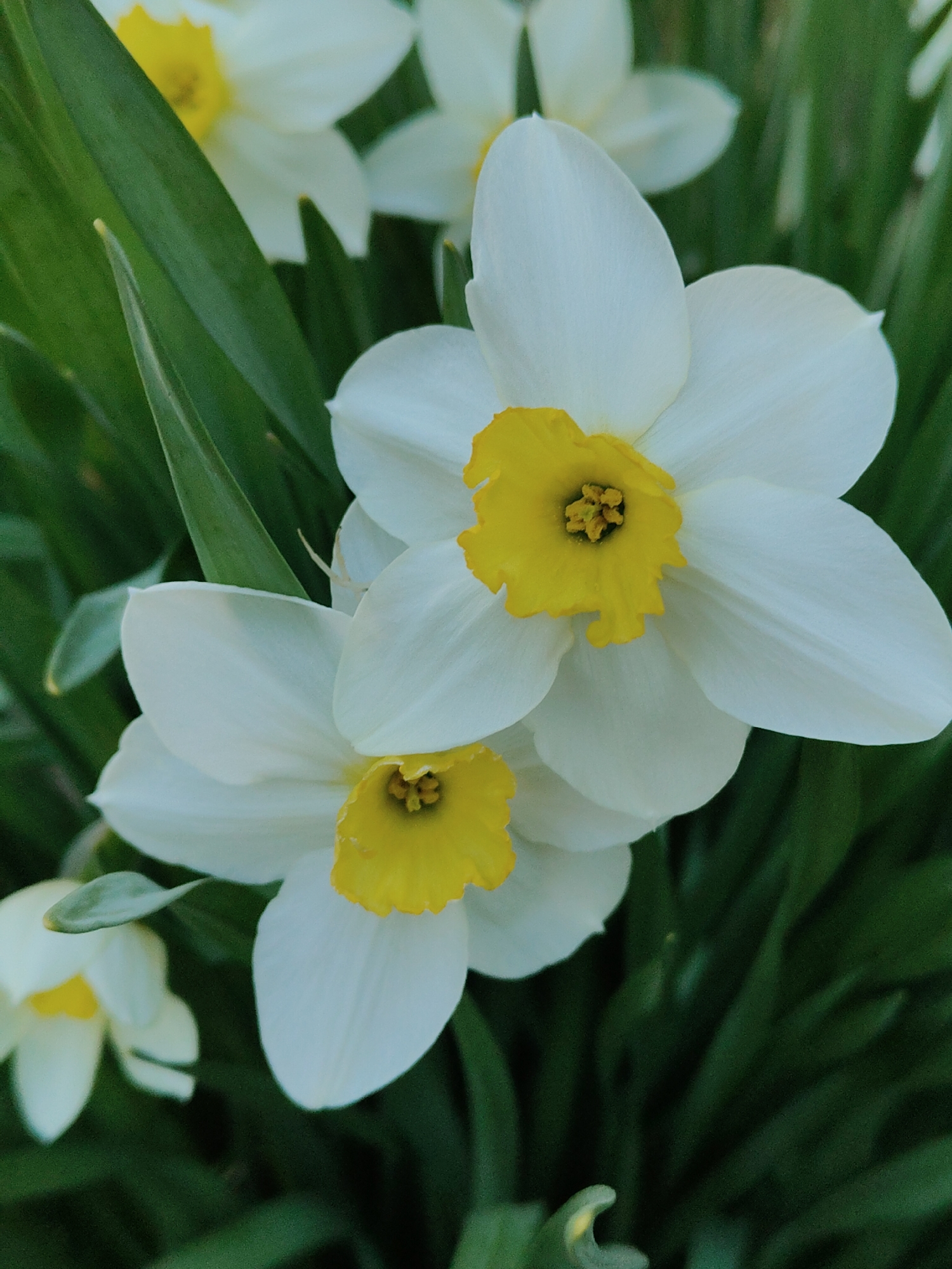 A close-up of a cluster of white daffodils with yellow centers. The flowers are in focus, surrounded by green leaves. Some other daffodils are visible in the background, also out of focus. The location is unknown.