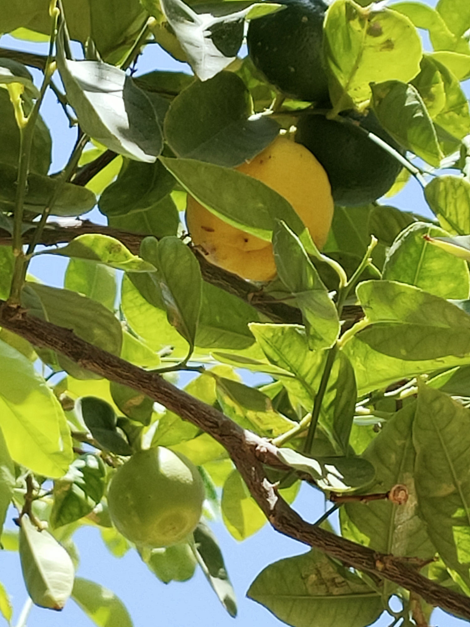 The image shows a close-up view of a lemon tree with several lemons and leaves under a clear blue sky. The lemons vary in ripeness, with some appearing yellow and ripe, while others are green and unripe. The leaves are lush and green, some illuminated by sunlight, casting shadows. The branches of the tree are visible, with their textured bark. The scene is outdoors and appears to be in a natural setting, possibly a garden or orchard. The specific location in Ariana, Tunisia is not discernible from the visual information alone. There are no people or animals present in the image.