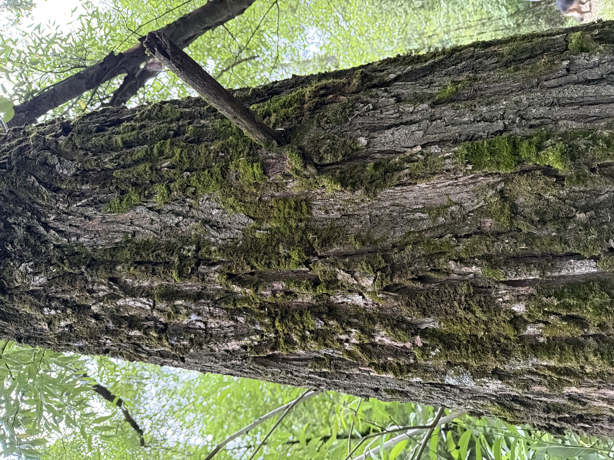 The image shows a close-up of the rough, moss-covered bark of a mature tree trunk. The tree is in a lush, green forest environment. In the background, there are other trees with foliage, and the sky is visible through the canopy. A broken branch protrudes from the trunk. The overall scene is one of a natural, outdoor setting. No specific location within the city of Zimyonki, Russia, can be determined from the image. There are no people or animals clearly visible in the frame.